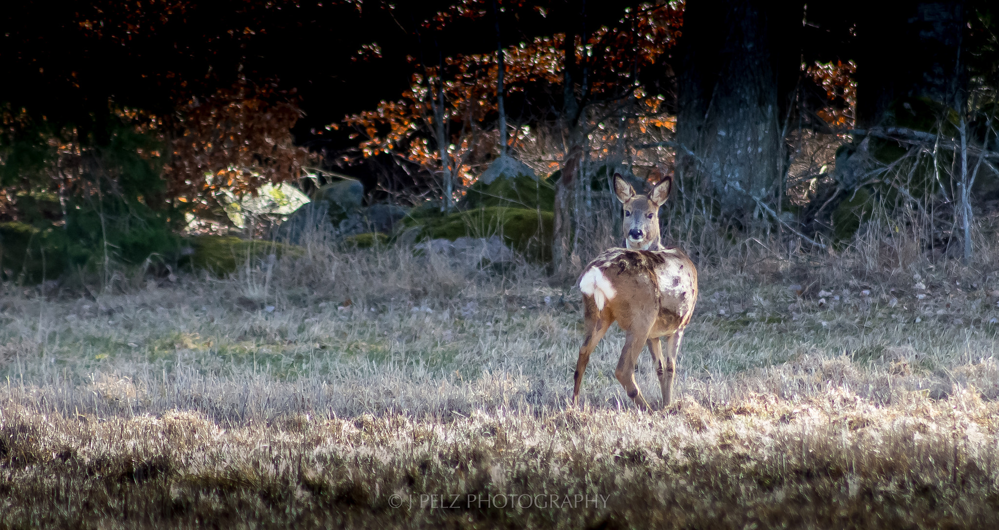 Canon EOS 6D sample photo. Watching you.... photography