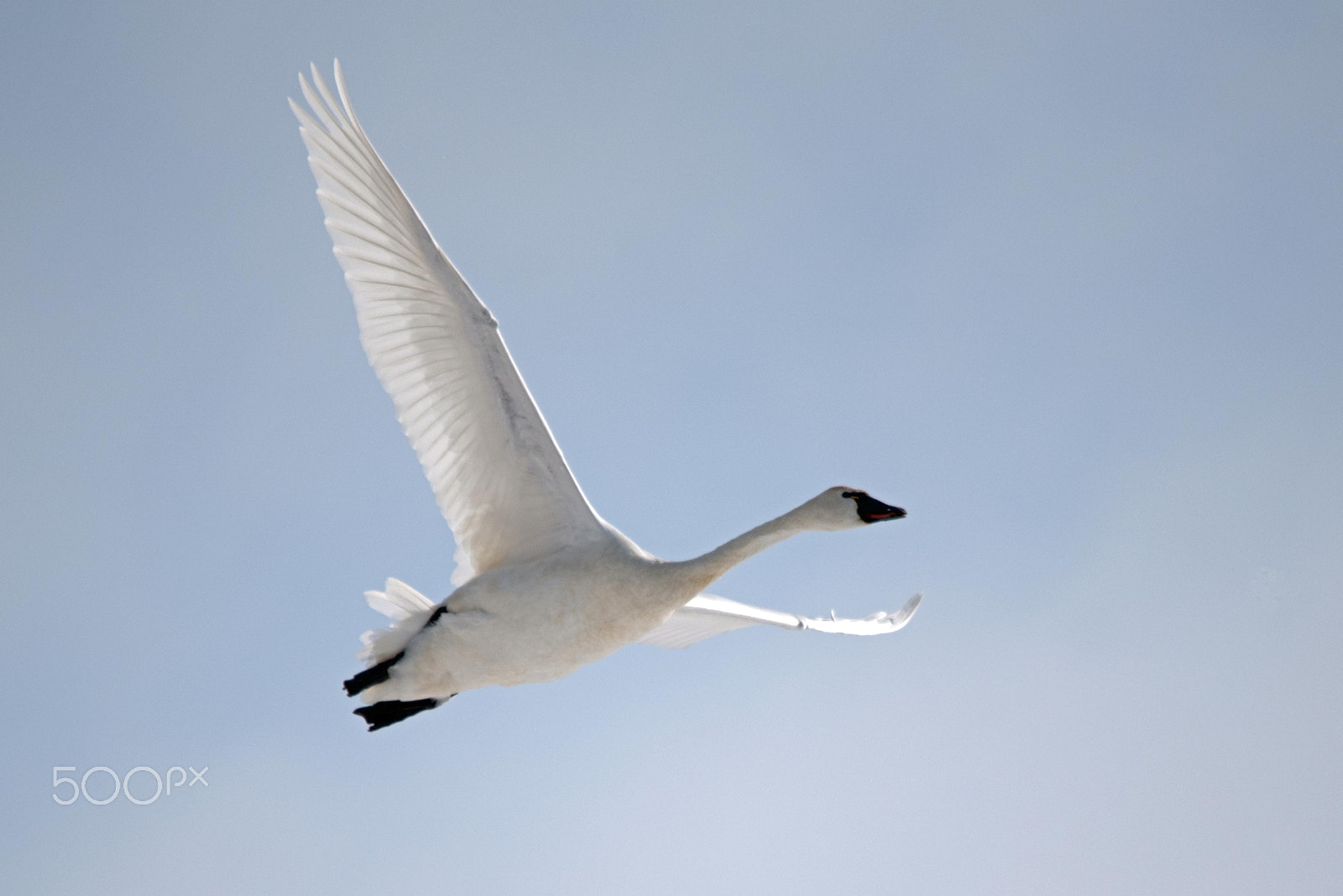 Nikon D750 + Sigma 150-500mm F5-6.3 DG OS HSM sample photo. Tundra swan aylmermarch photography