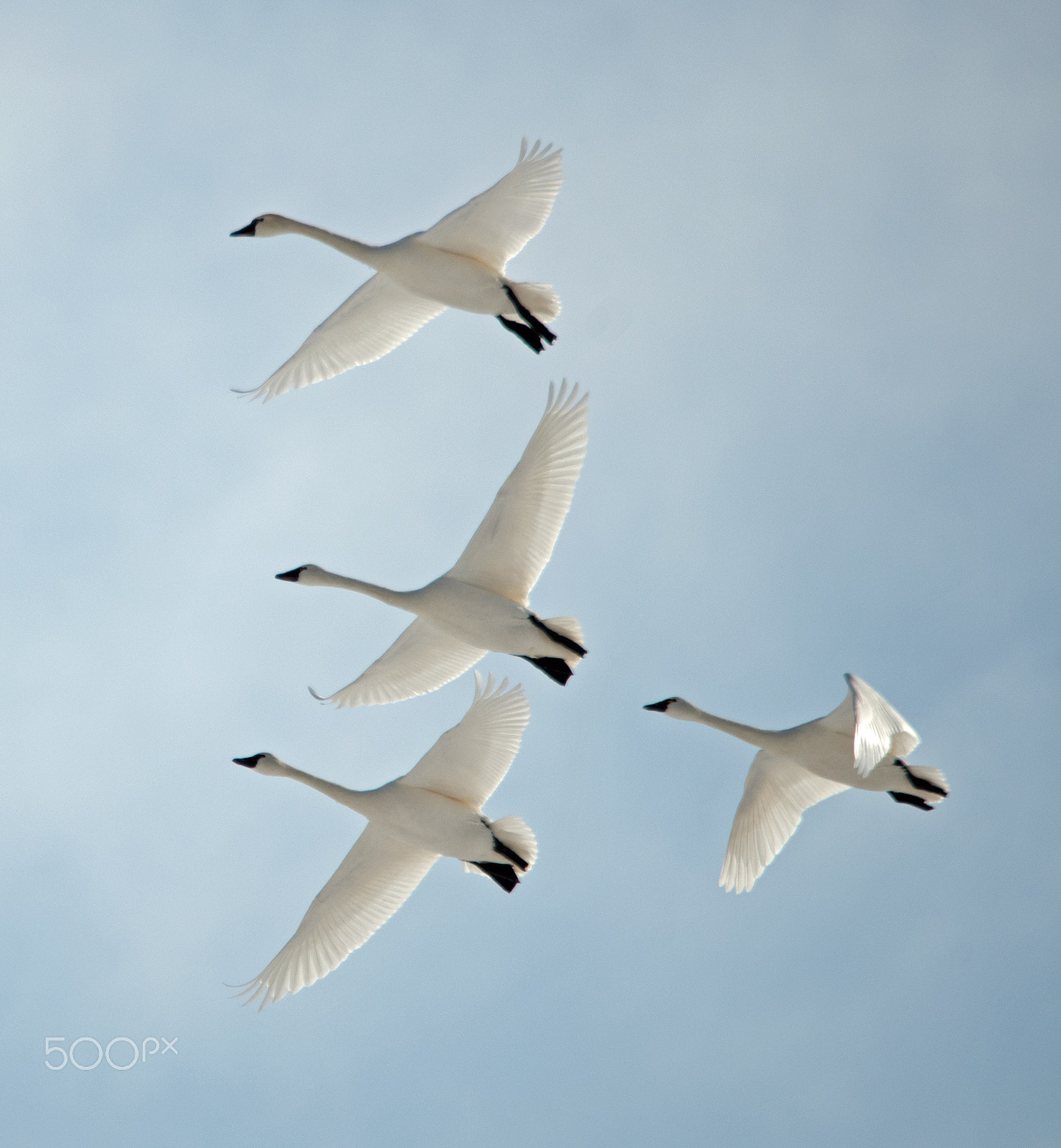 Sigma 150-500mm F5-6.3 DG OS HSM sample photo. Tundra swans aylmermarch photography