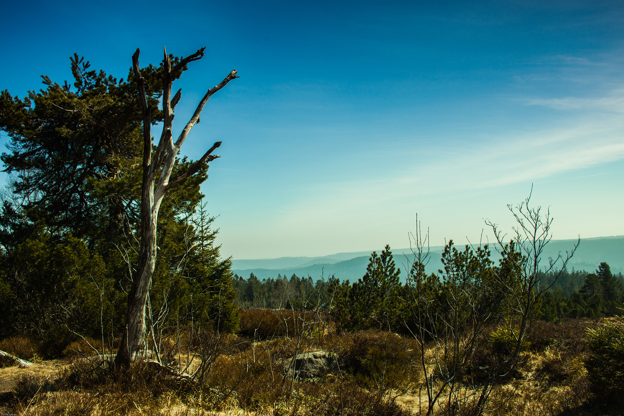 Canon EF-S 18-55mm F3.5-5.6 II sample photo. Dead tree in front of  life  photography