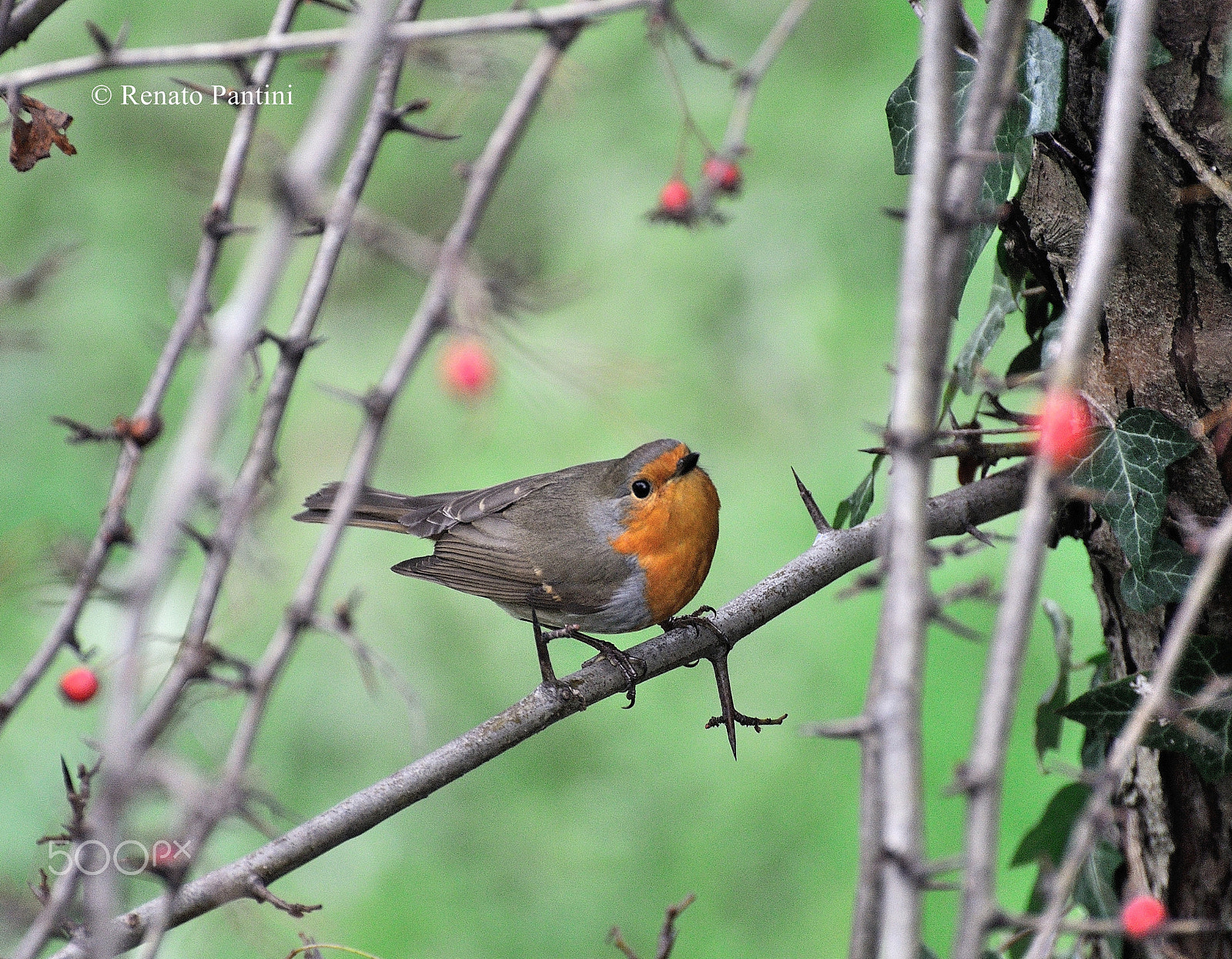 Nikon D5000 sample photo. European robin... photography