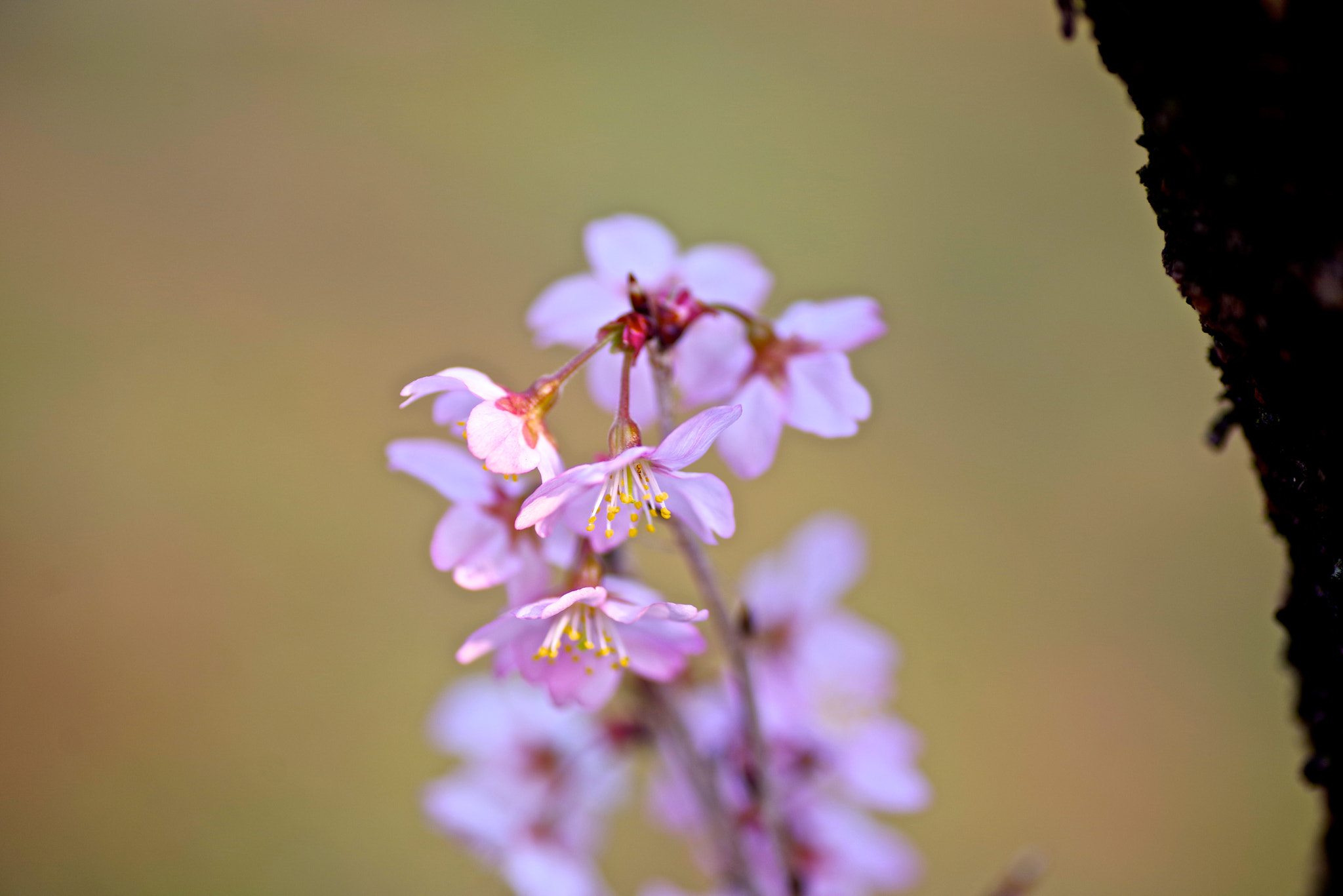 Tamron SP AF 90mm F2.8 Di Macro sample photo. Baby cherry photography