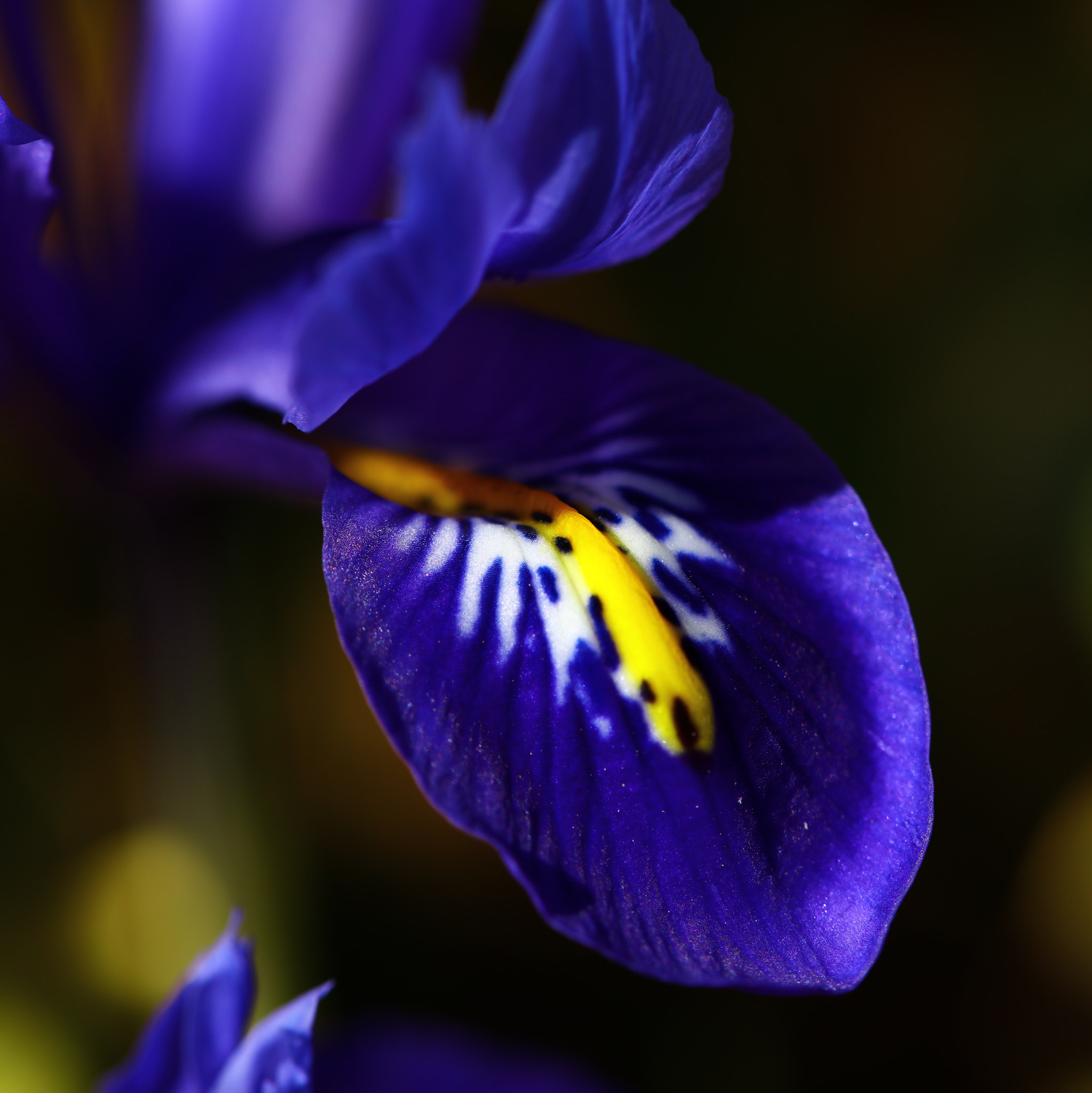Canon EF 100mm F2.8L Macro IS USM sample photo. Only segment of mine glamour photography
