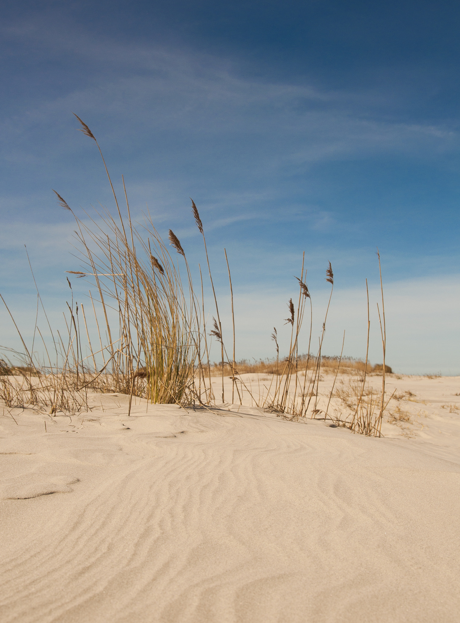 Sigma 17-70mm F2.8-4 DC Macro OS HSM sample photo. In the sand photography