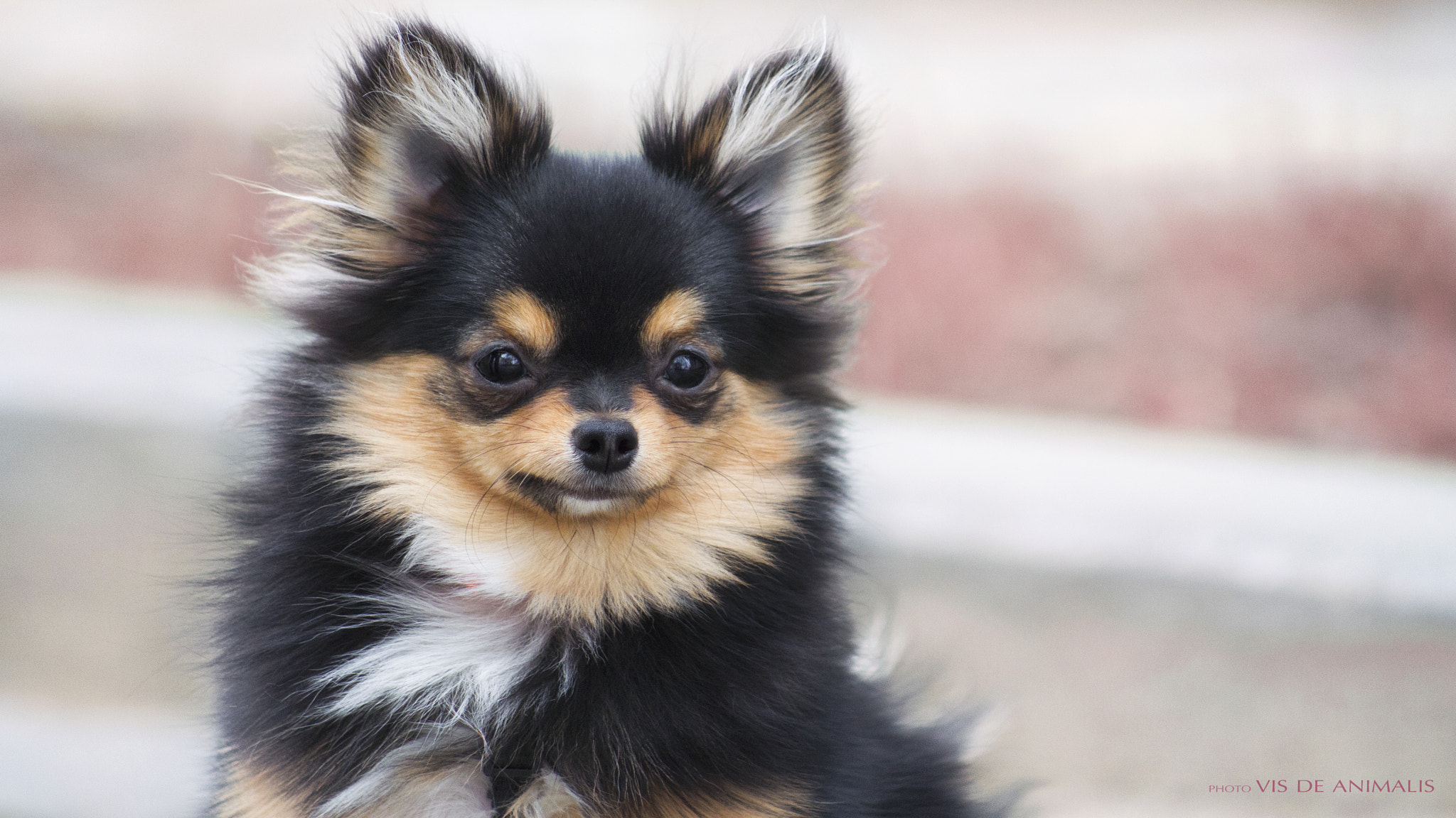 Canon EF 75-300mm f/4-5.6 USM sample photo. Pomeranian photography