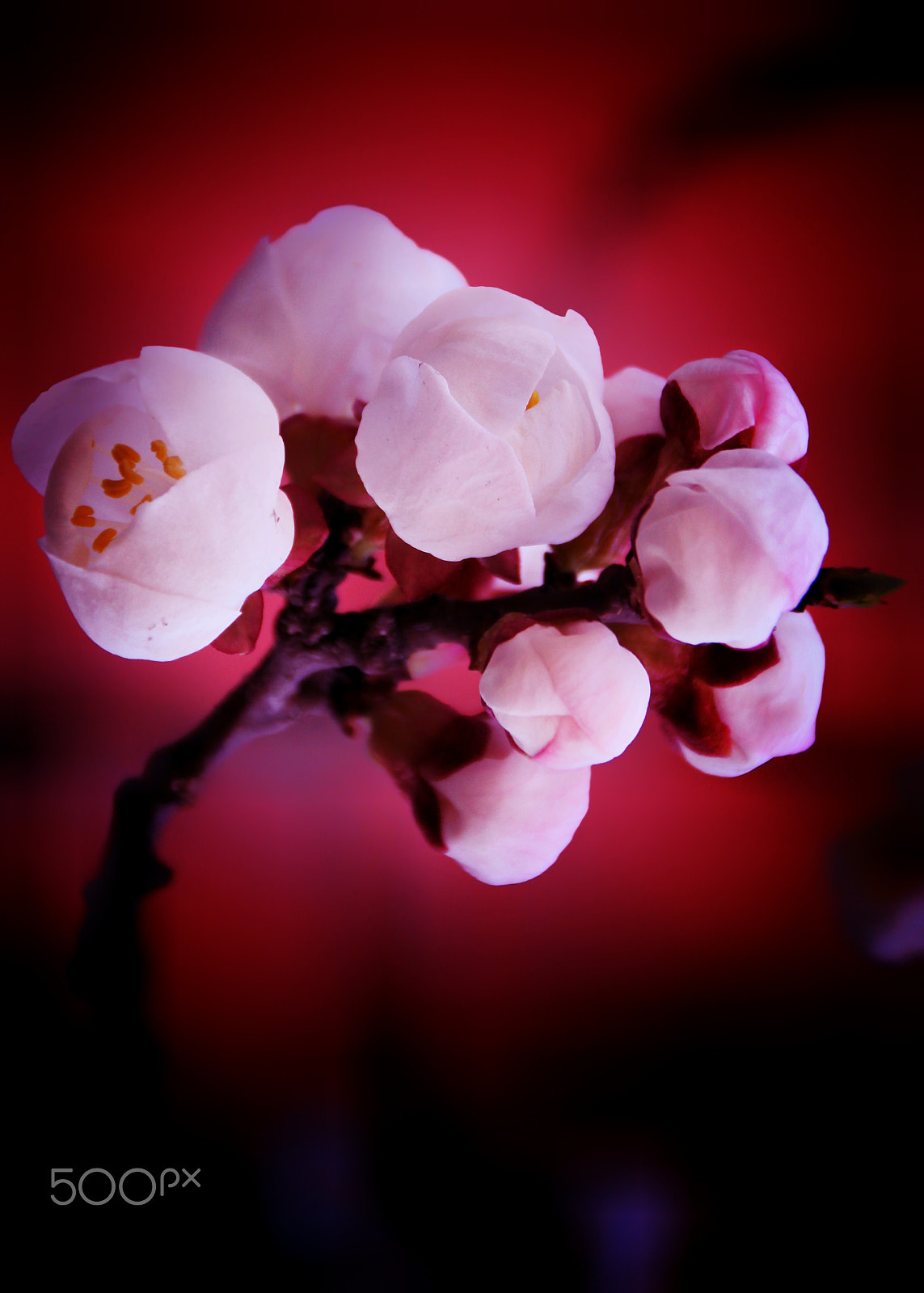 Canon EOS 550D (EOS Rebel T2i / EOS Kiss X4) sample photo. 你的照片 photography