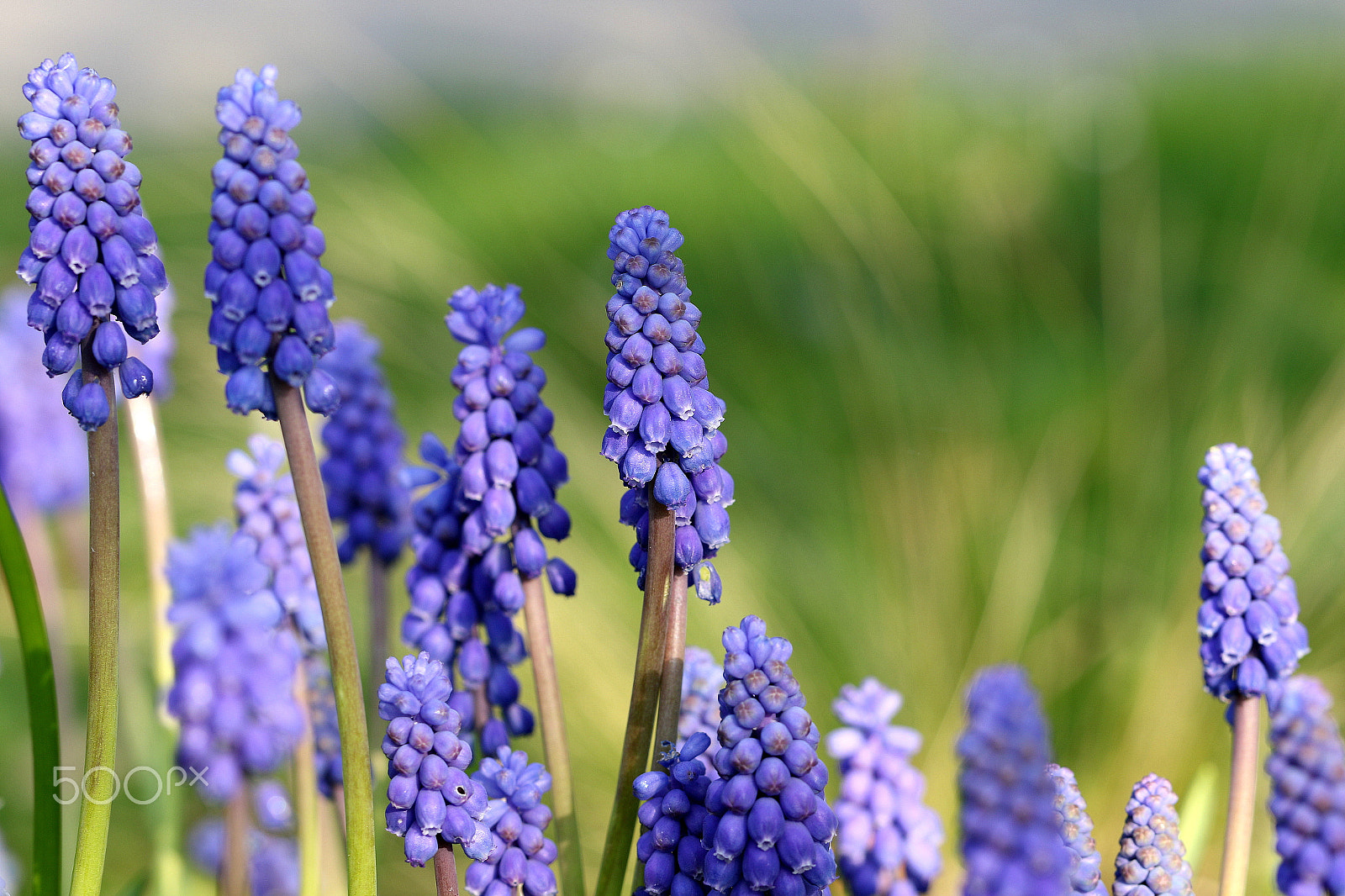 Canon EF 100mm F2.8L Macro IS USM sample photo. Muscari photography