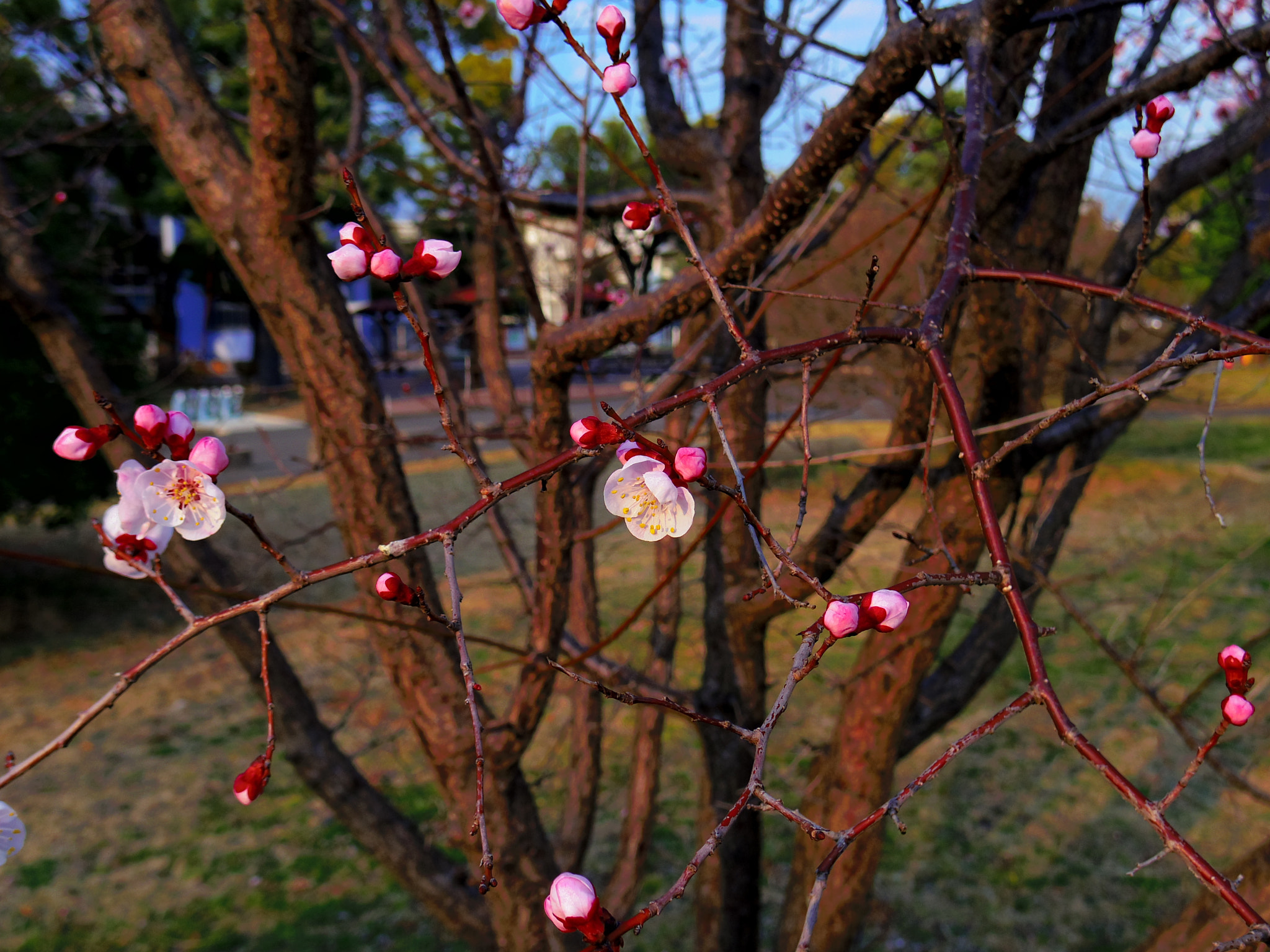 Pentax Q7 + Pentax 01 Standard Prime sample photo