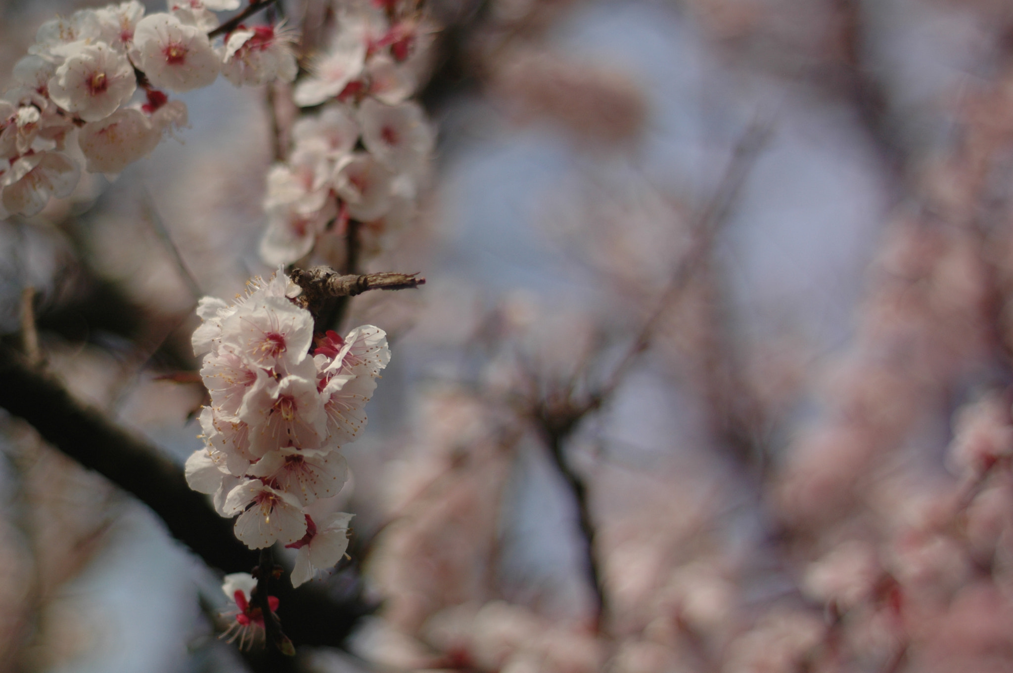 AF Nikkor 50mm f/1.8 N sample photo. サクラ photography