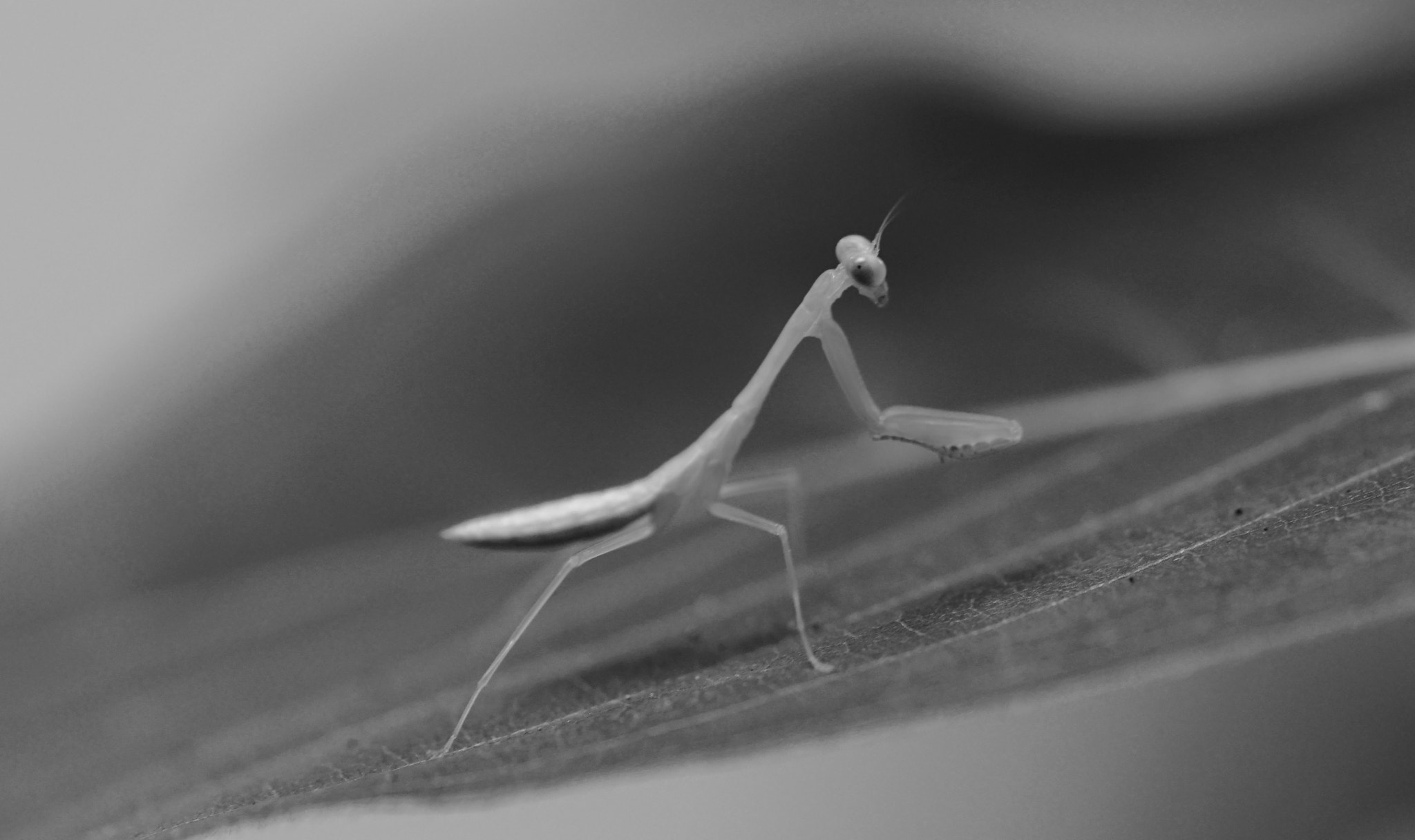 Sony a7R II + Sony FE 90mm F2.8 Macro G OSS sample photo