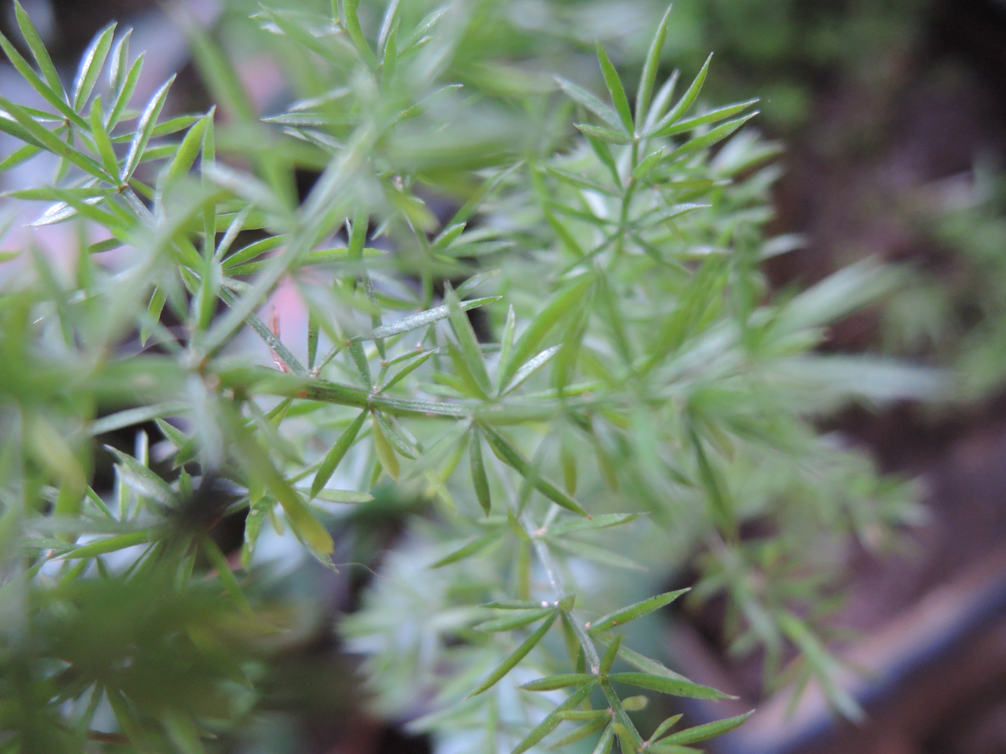 Nikon Coolpix P330 sample photo. Foxtail ferns photography