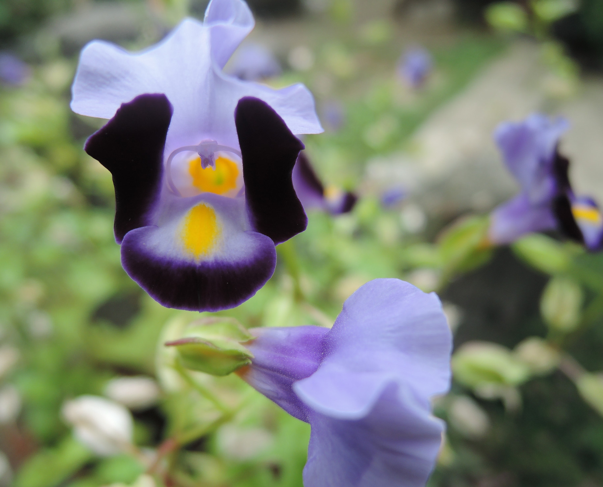 Nikon Coolpix P330 sample photo. Purple flower photography