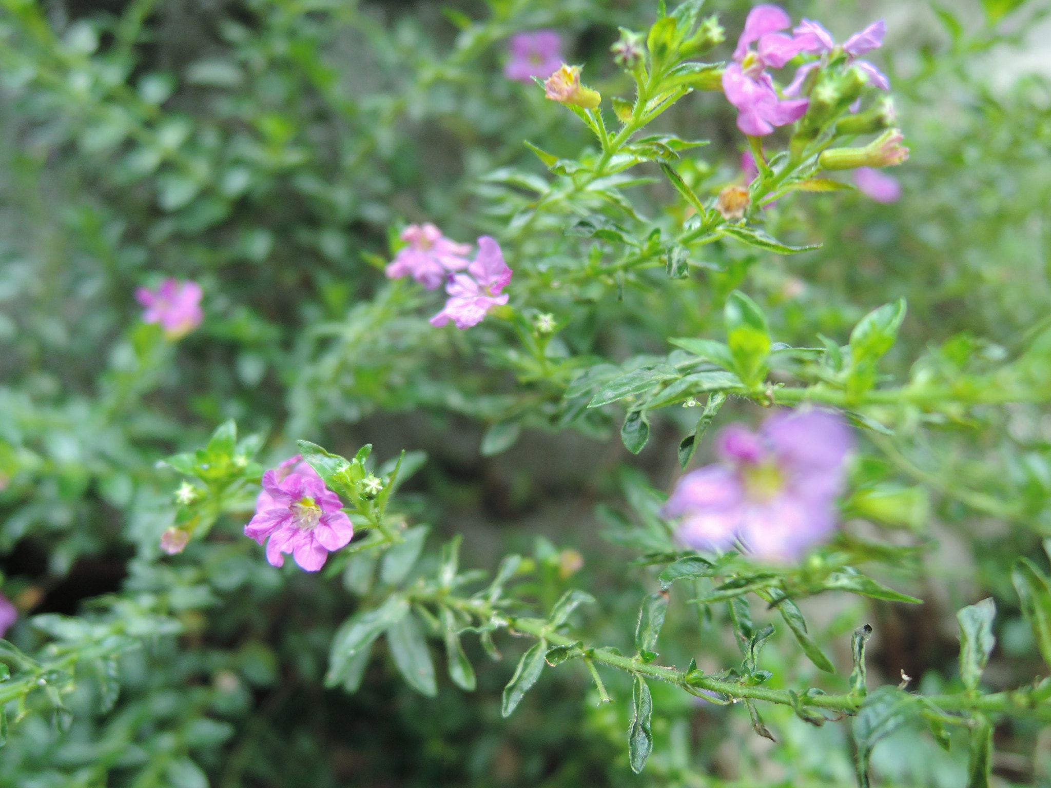 Nikon Coolpix P330 sample photo. Pink flowers photography