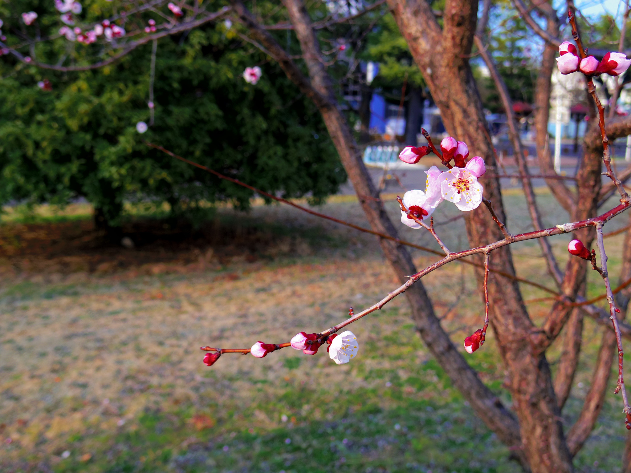 Pentax Q7 + Pentax 01 Standard Prime sample photo. Untitled photography