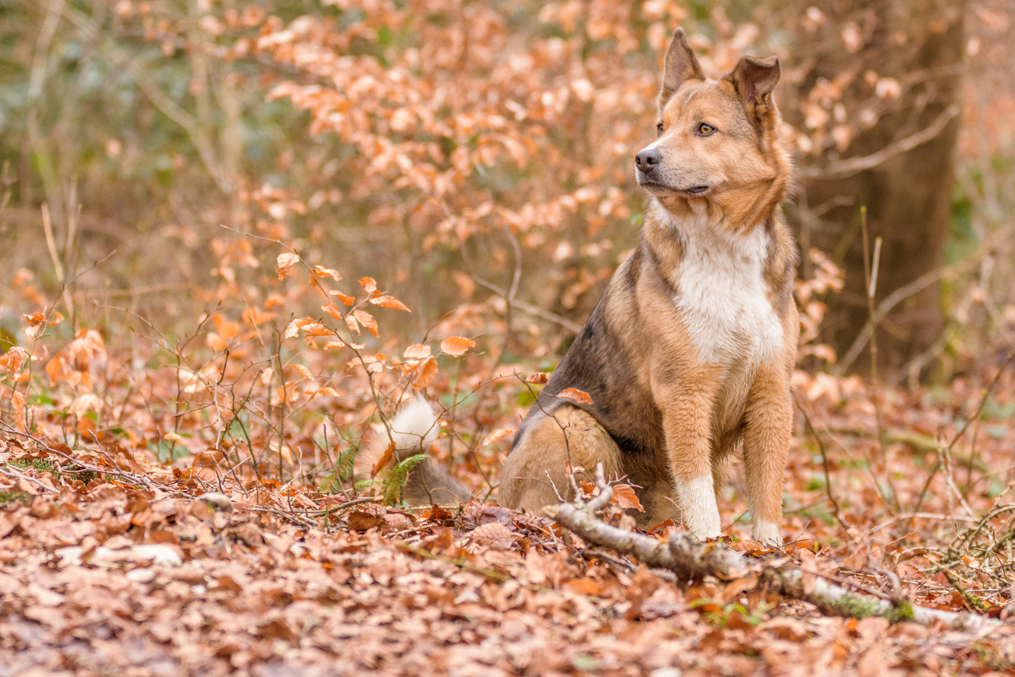 Sigma 150-600mm F5-6.3 DG OS HSM | C sample photo. Sitting dog in the forest photography