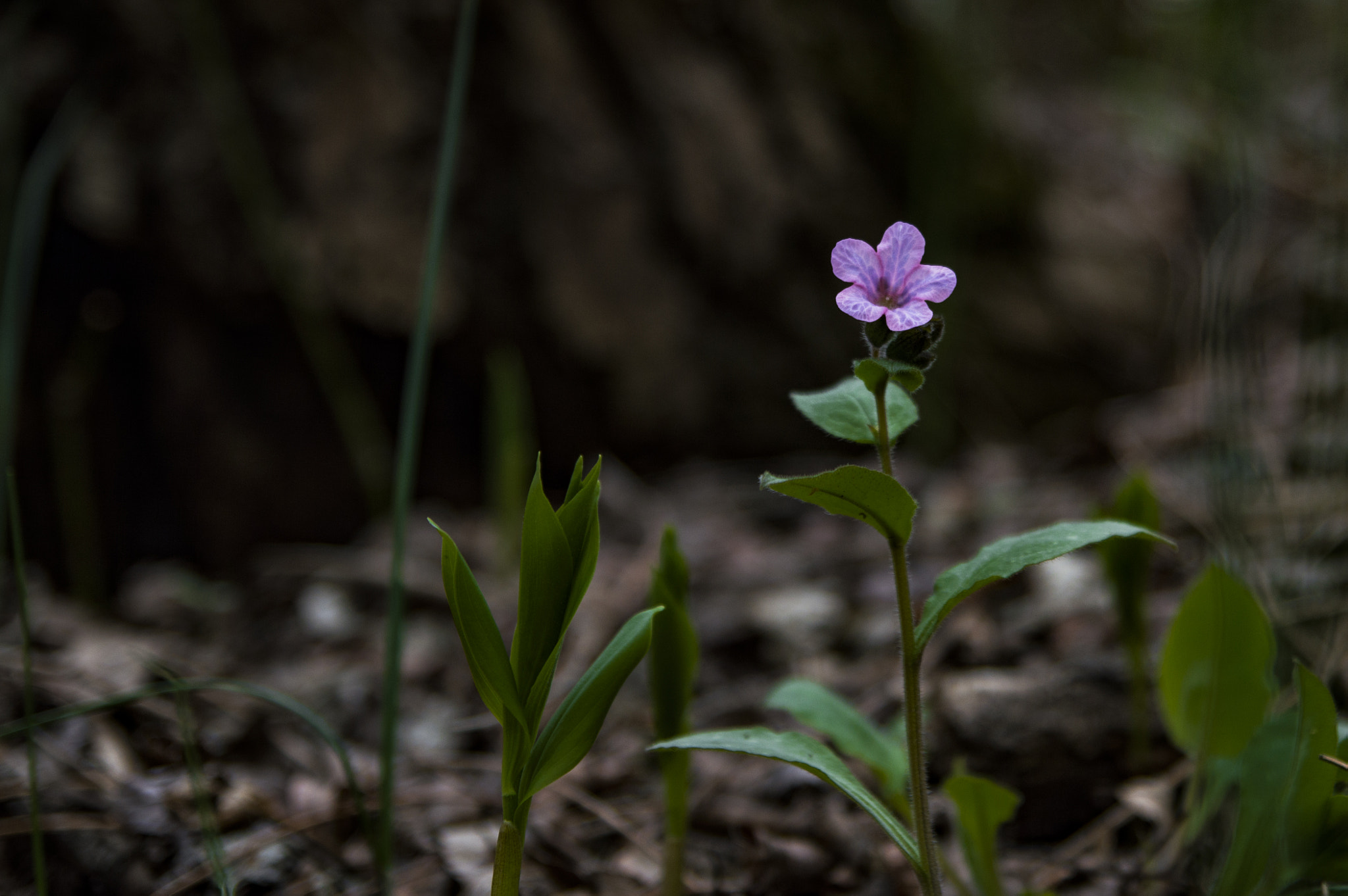 Nikon D3200 sample photo. Hello photography