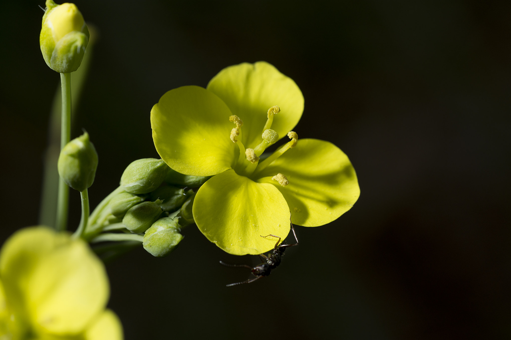 Nikon AF Nikkor 50mm F1.8D sample photo. Yellow flower photography