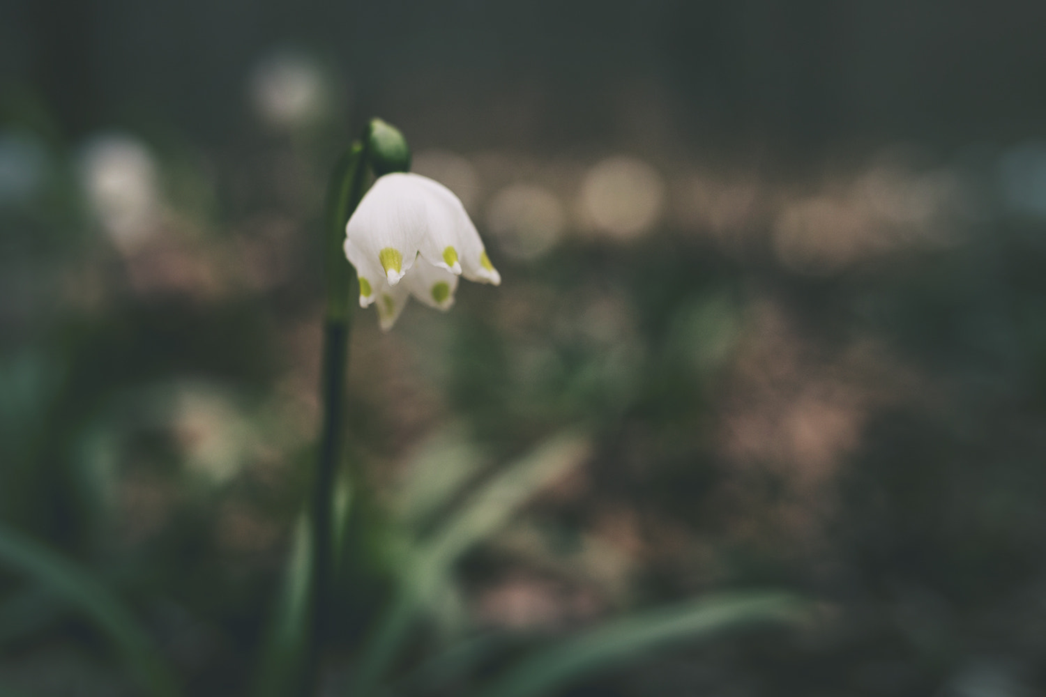 Canon EF 35mm F2 IS USM sample photo. Tőzike photography