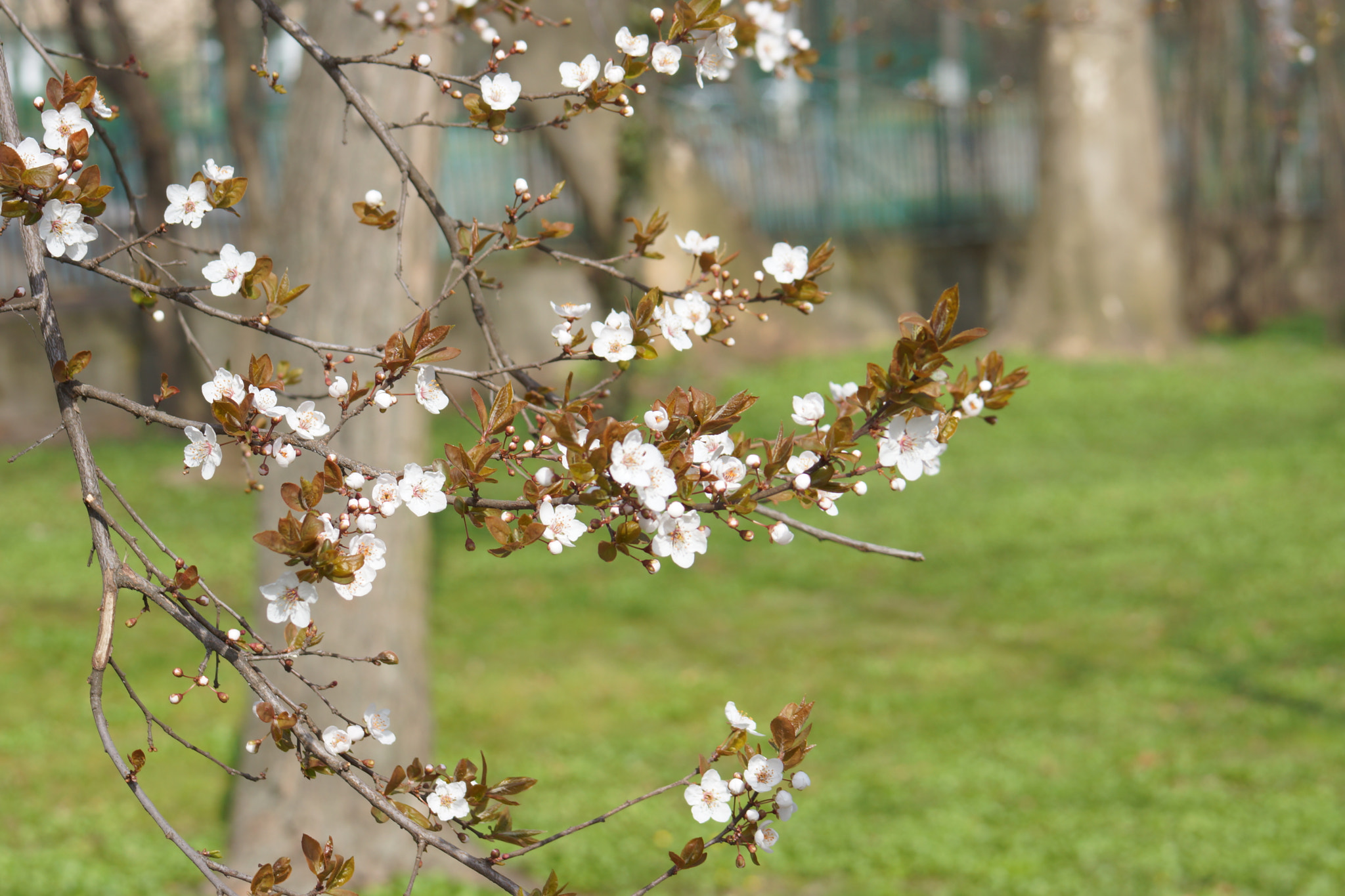 Minolta AF 70-210mm F4.5-5.6 [II] sample photo. Spring is coming  photography