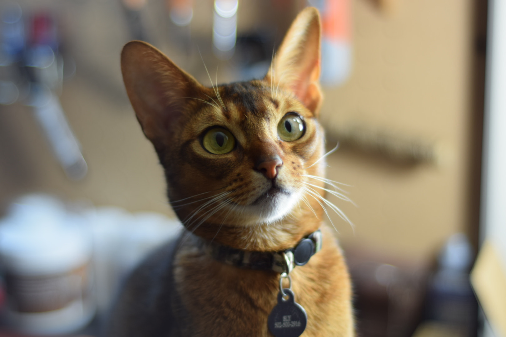 Nikon D5300 + Nikon AF Nikkor 50mm F1.8D sample photo. Sly's portrait 1 photography