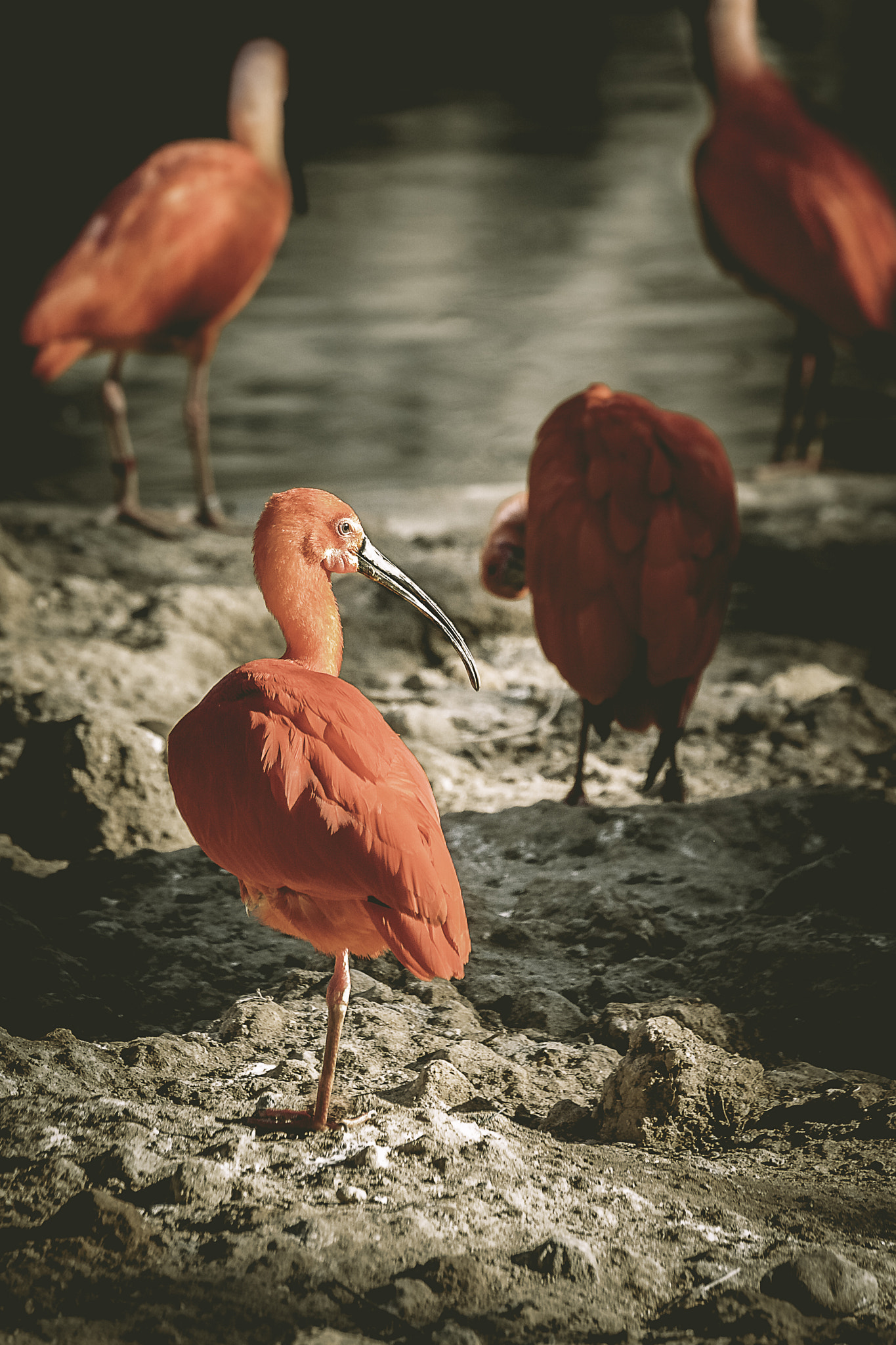Canon EOS 5D + Tamron SP 70-300mm F4-5.6 Di VC USD sample photo. Scarlet ibis photography