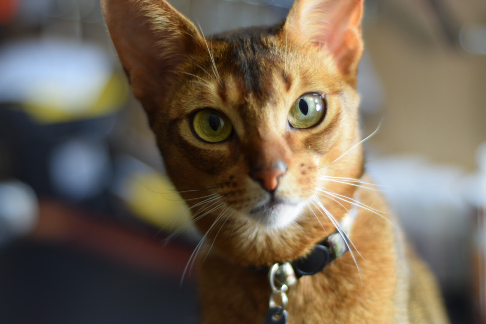Nikon D5300 + Nikon AF Nikkor 50mm F1.8D sample photo. Sly's portrait 2 photography