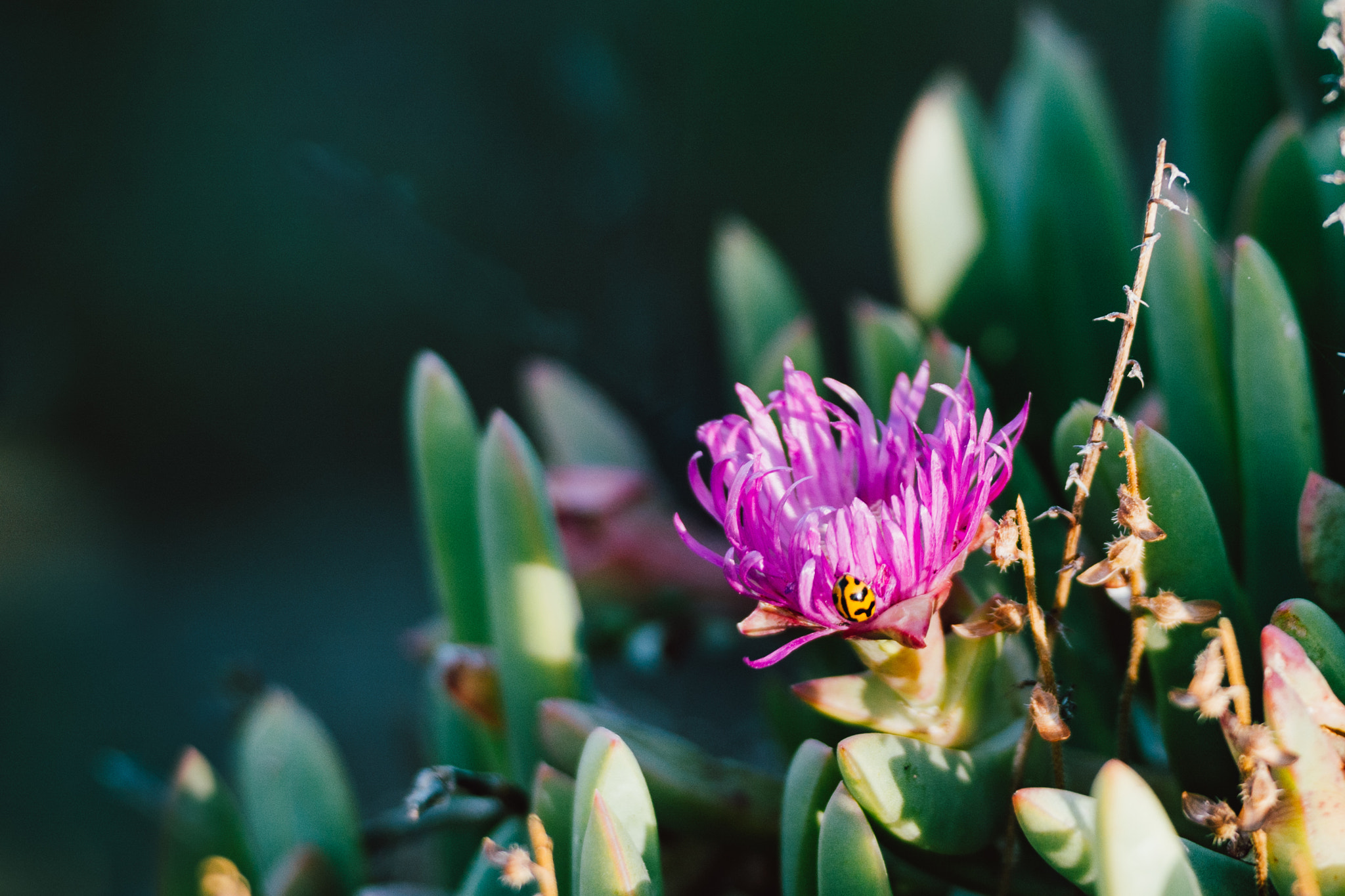 Nikon AF-S Nikkor 70-200mm F2.8G ED VR II sample photo. Wildflower with ladybug photography