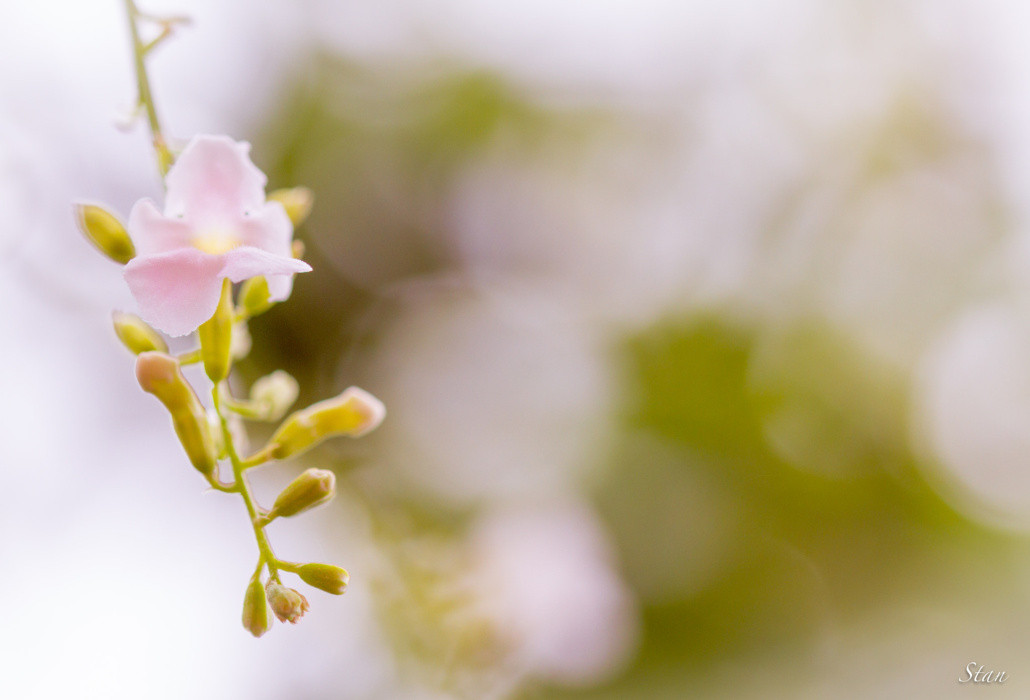 Sigma 105mm F2.8 EX DG OS HSM sample photo. Beauté naturelle photography
