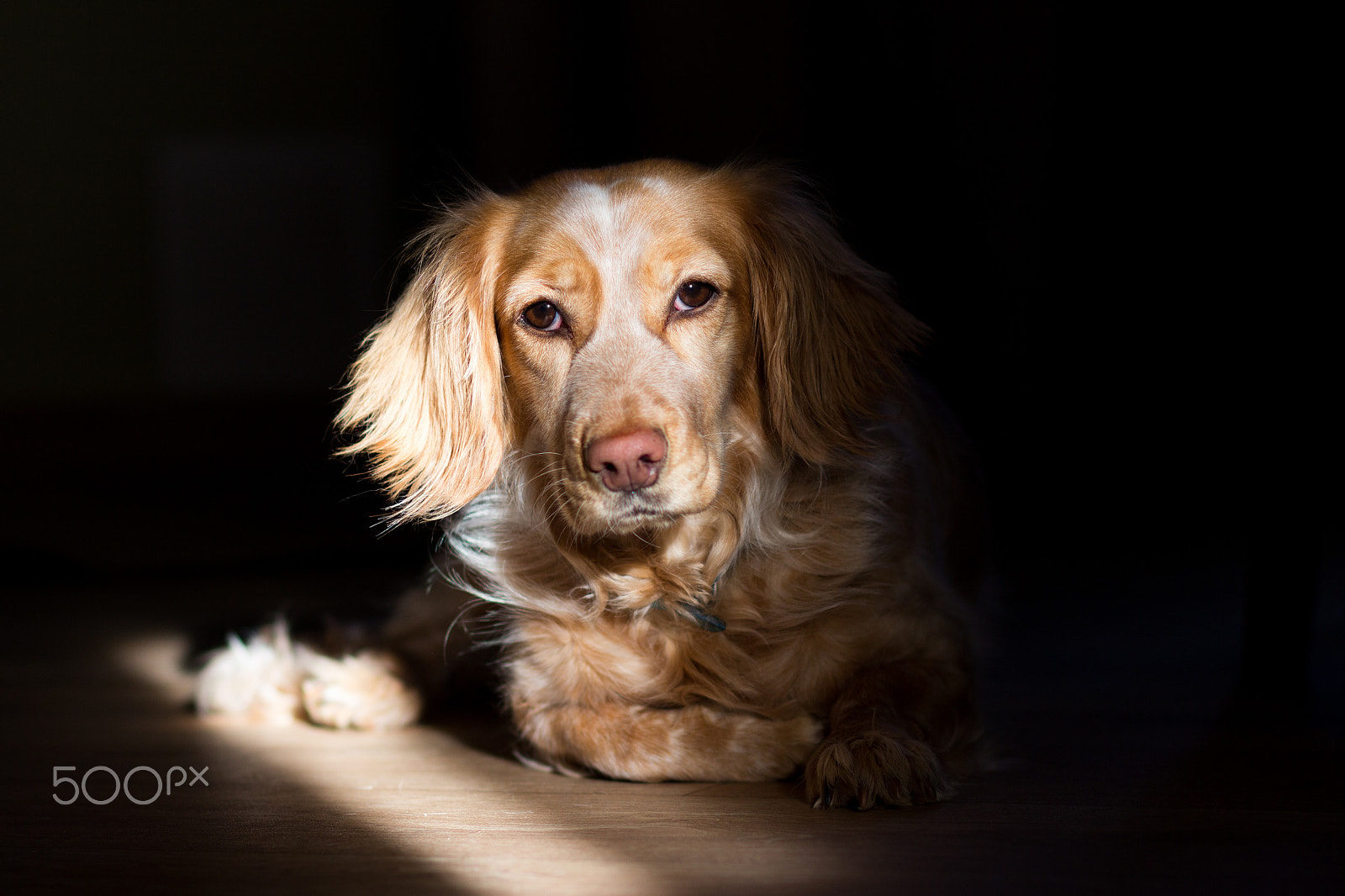 Canon EOS 600D (Rebel EOS T3i / EOS Kiss X5) + Canon EF 85mm F1.8 USM sample photo. Spaniel in the beam of sunlight from the window photography