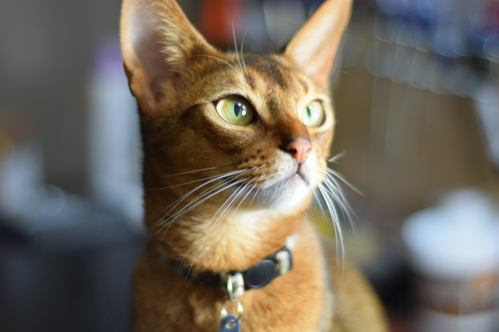 Nikon AF Nikkor 50mm F1.8D sample photo. Sly's portrait 3 photography