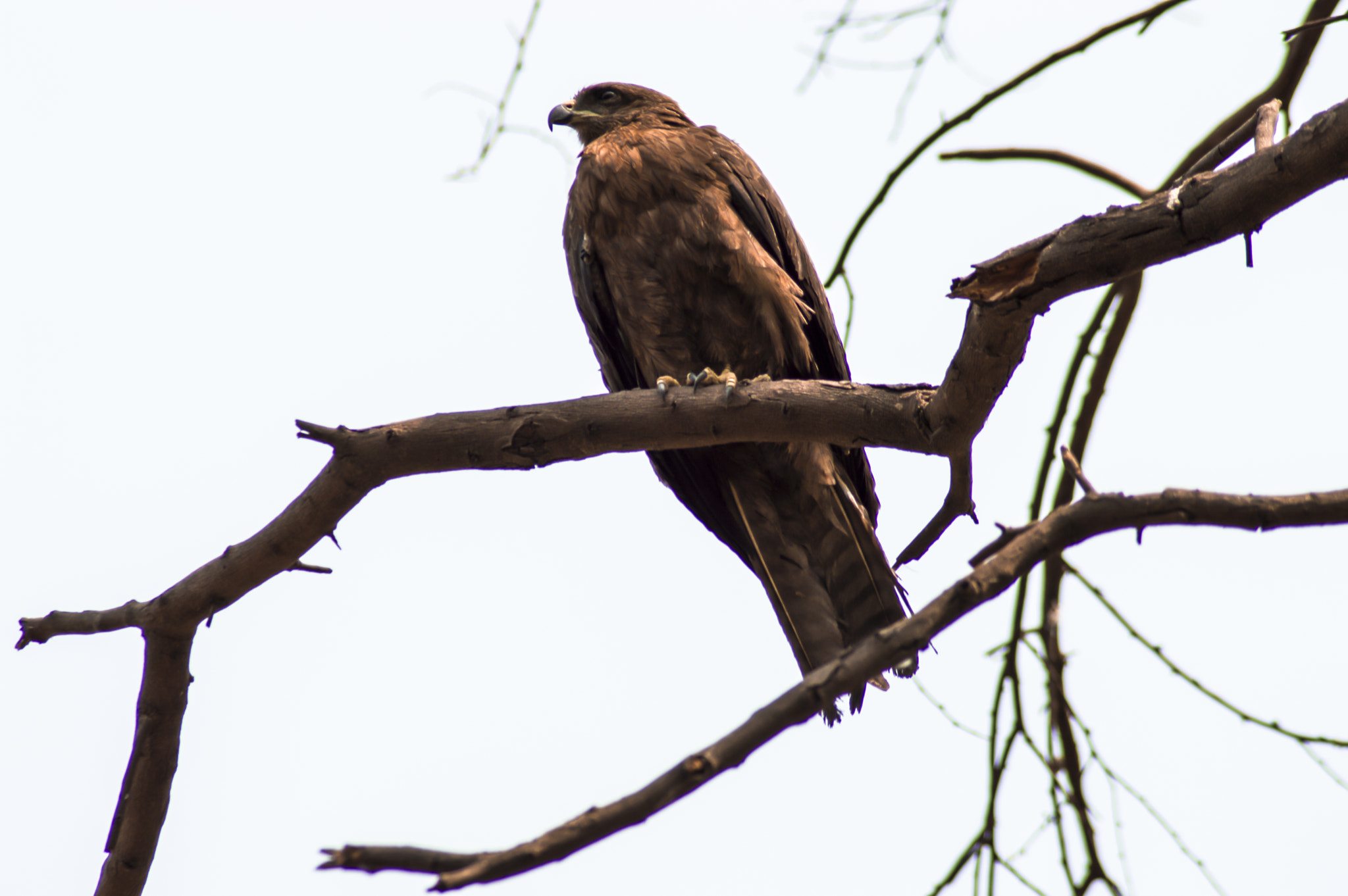 Nikon D3200 sample photo. Eagle photography