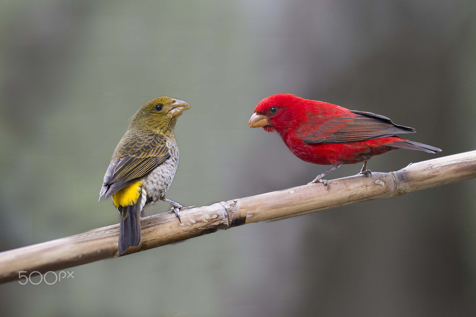 Nikon AF-S Nikkor 400mm F2.8G ED VR II sample photo. Scarlet finch of yunnan, china photography