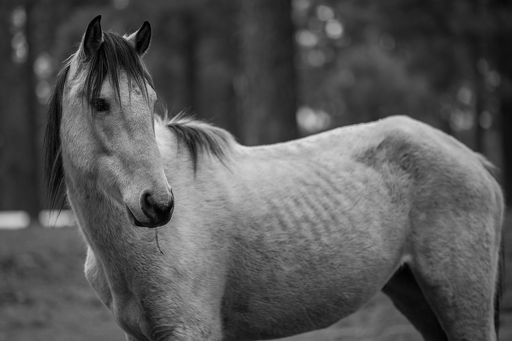 Tamron SP 70-200mm F2.8 Di VC USD sample photo. Wild heber photography