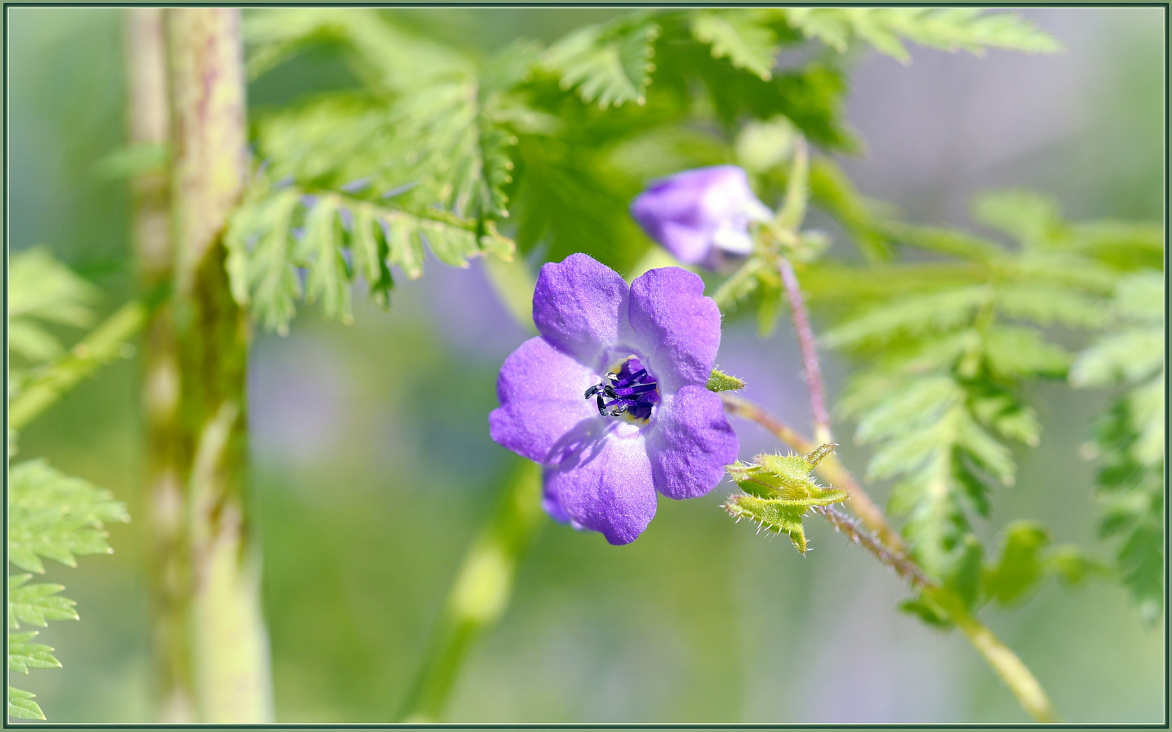Sigma 105mm F2.8 EX DG OS HSM sample photo. Sping is purple photography
