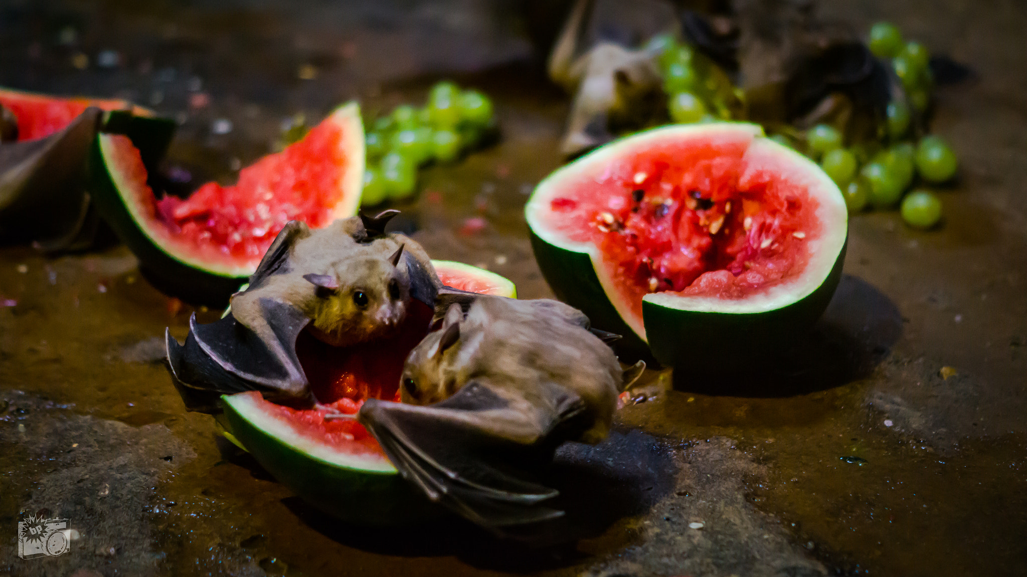 Sony SLT-A58 + Sony DT 50mm F1.8 SAM sample photo. Hoary bats photography