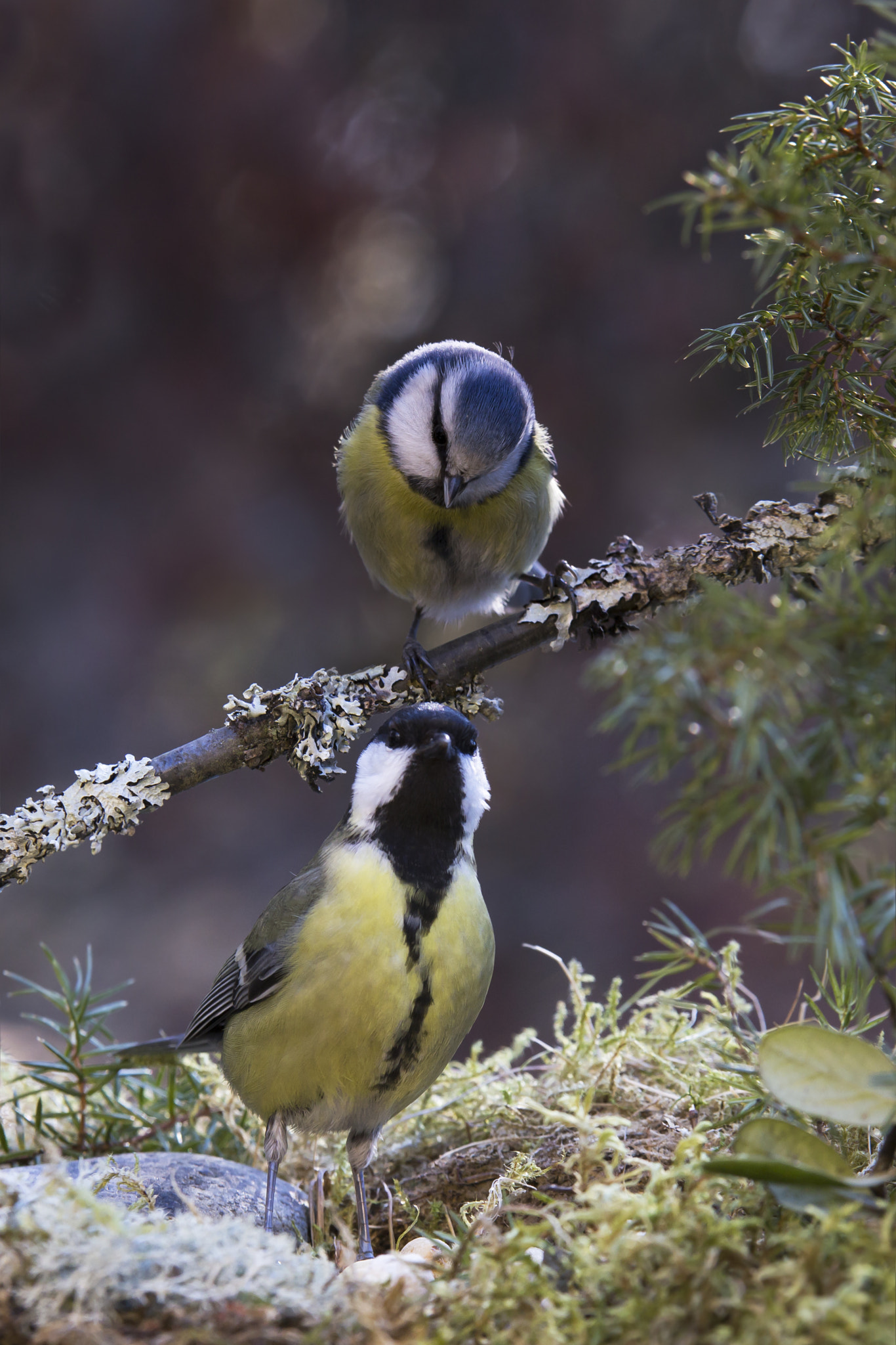 Sigma 70-200mm F2.8 EX DG OS HSM sample photo. Blue tit , great tit photography