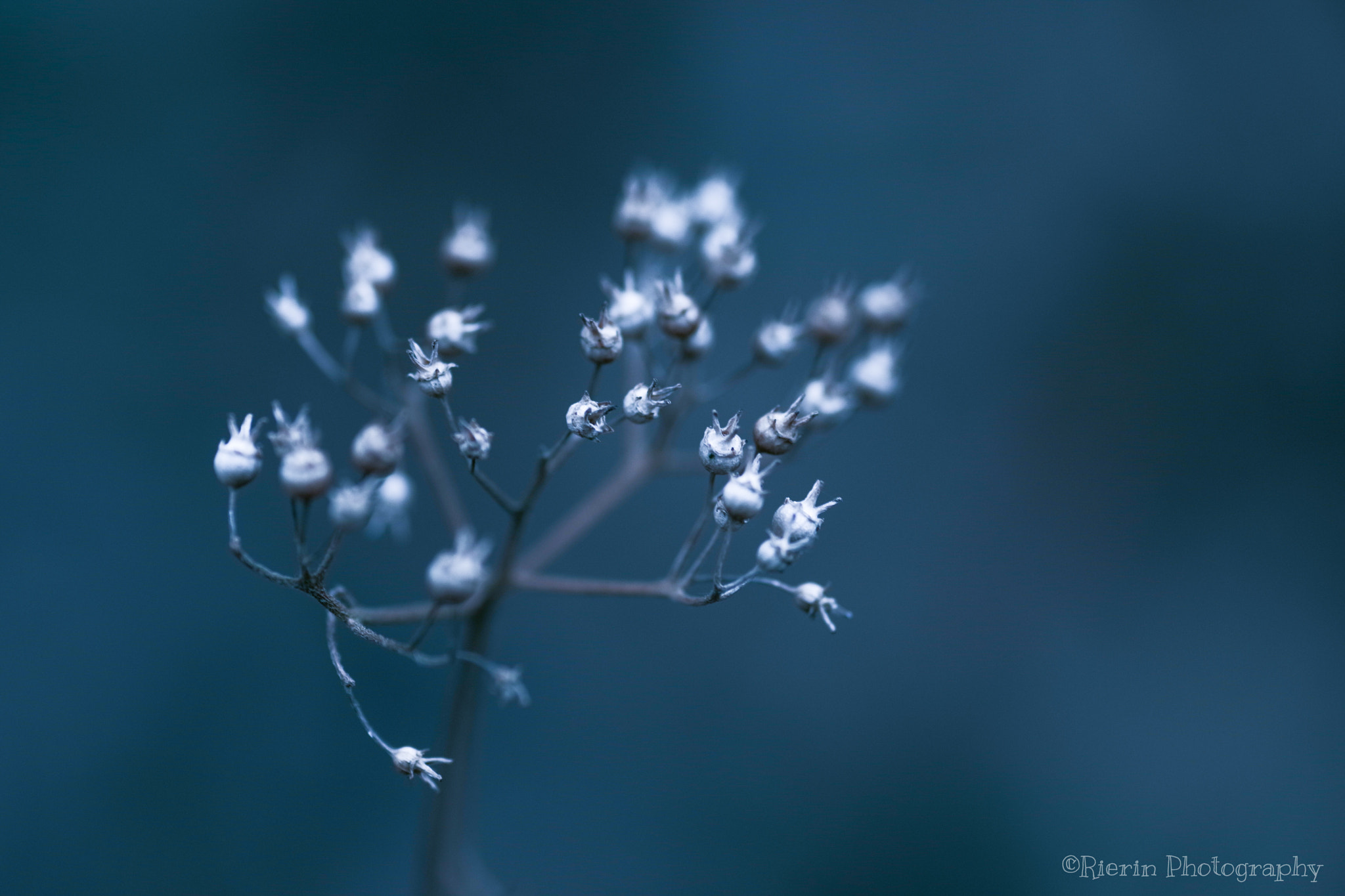Pentax smc D-FA 100mm F2.8 Macro WR sample photo