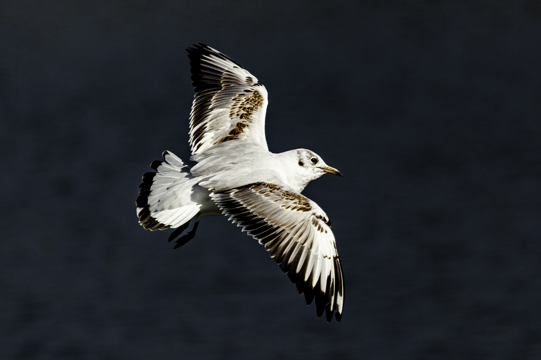 Canon EOS 5D Mark II + Canon EF 100-400mm F4.5-5.6L IS USM sample photo. Common gull photography