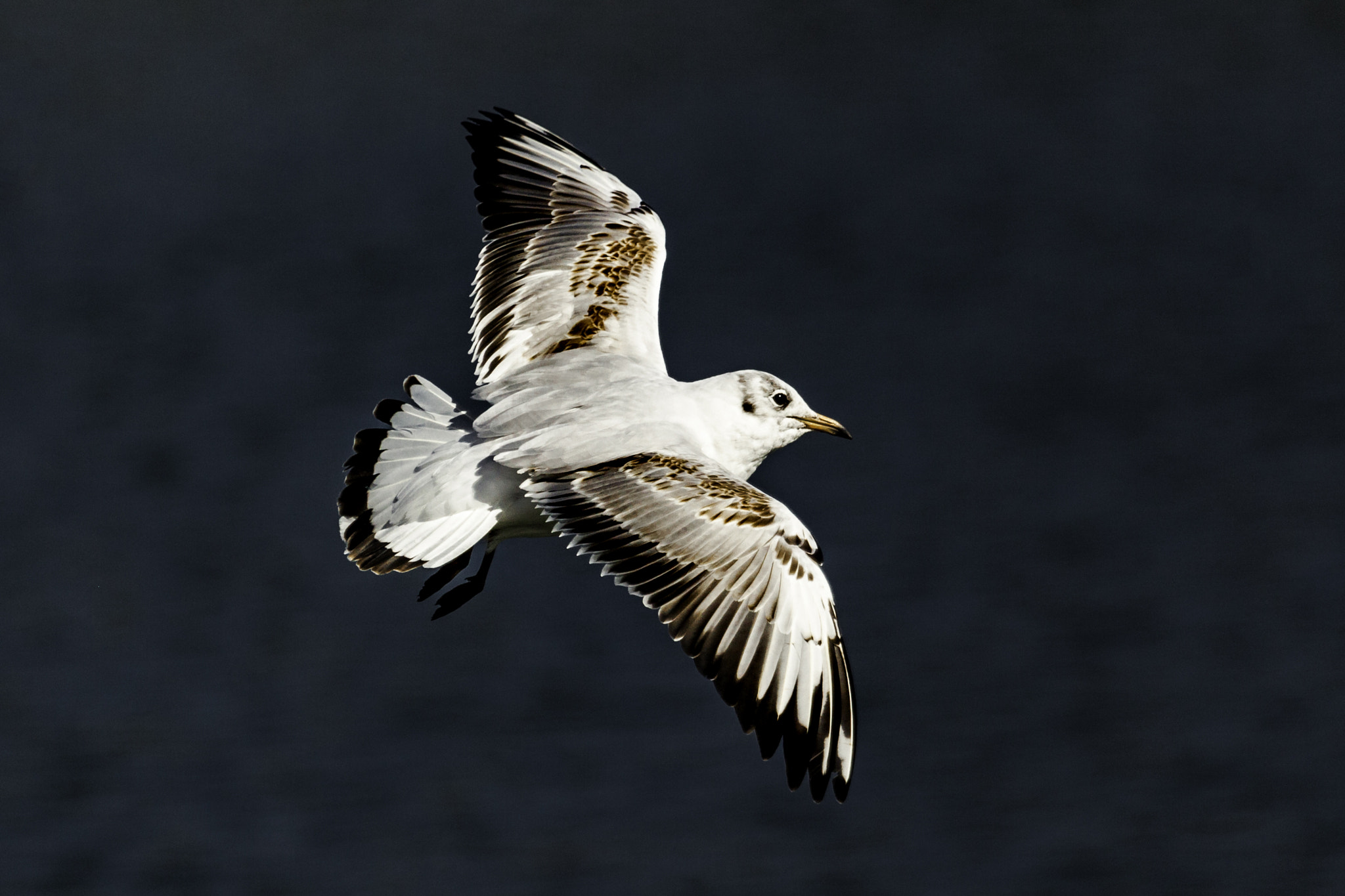 Canon EOS 5D Mark II sample photo. Common gull photography