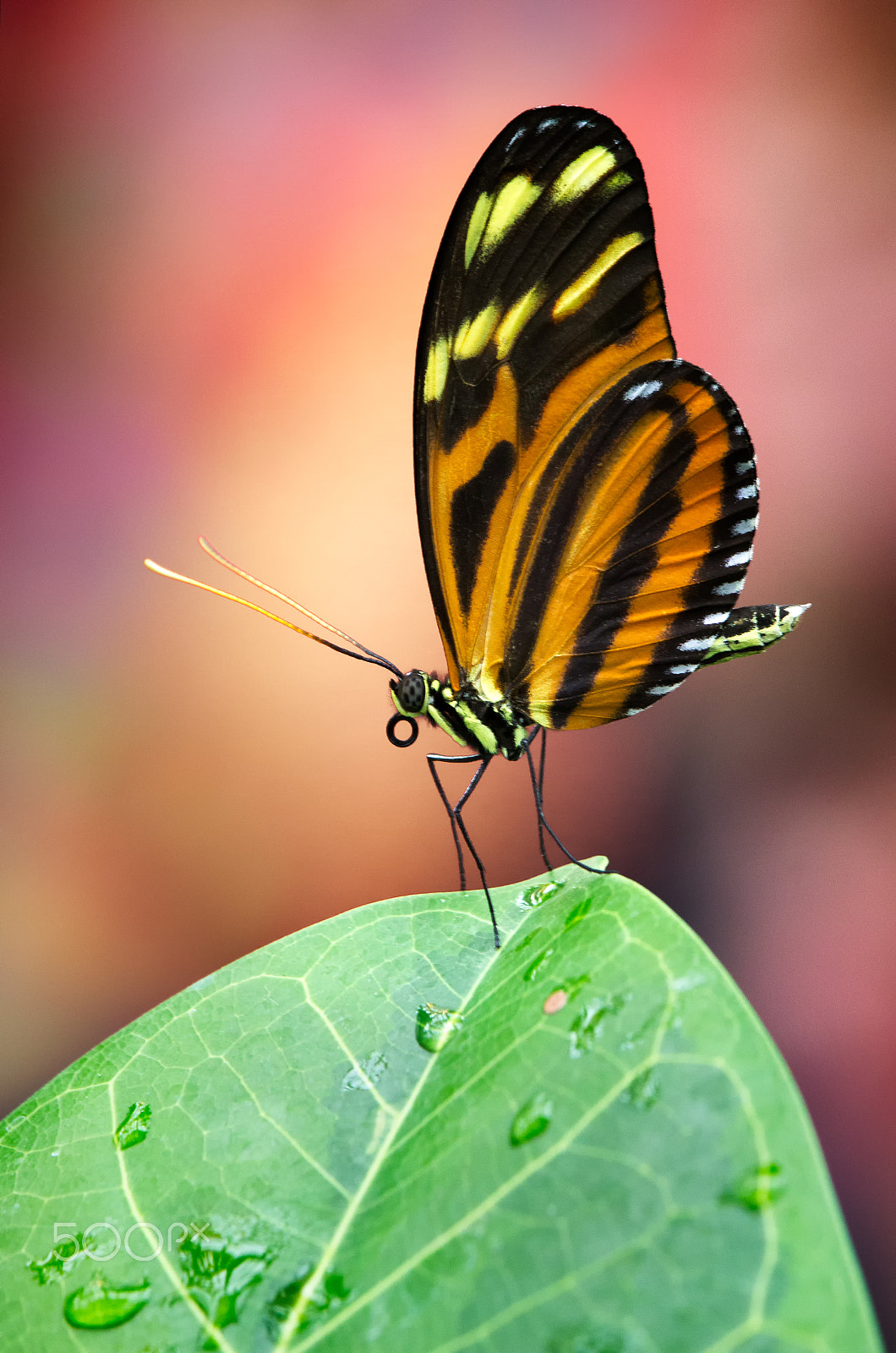 Canon EF-S 55-250mm F4-5.6 IS STM sample photo. Isabella longwing photography