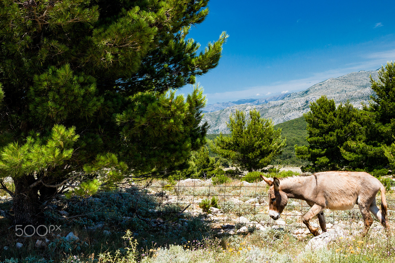 Tamron SP AF 17-50mm F2.8 XR Di II LD Aspherical (IF) sample photo. Dubornik mountains donkey photography