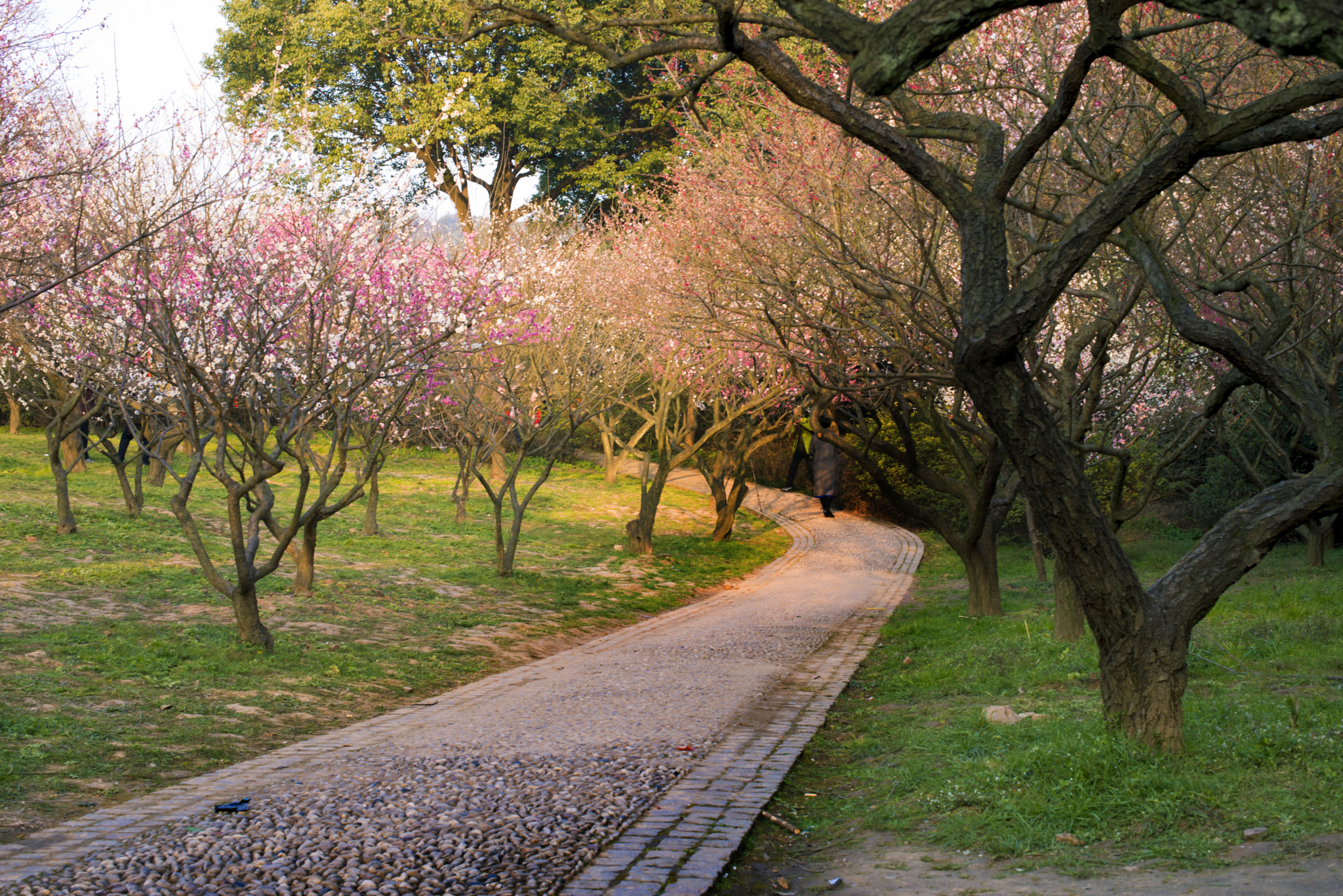 Nikon D610 + Nikon AF-S Nikkor 50mm F1.4G sample photo. Dsc photography