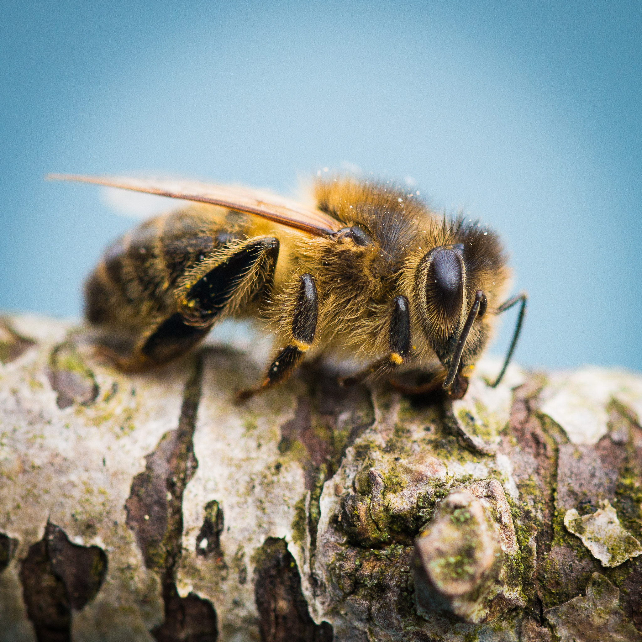 Sony a99 II + 105mm F2.8 sample photo. Springbee photography