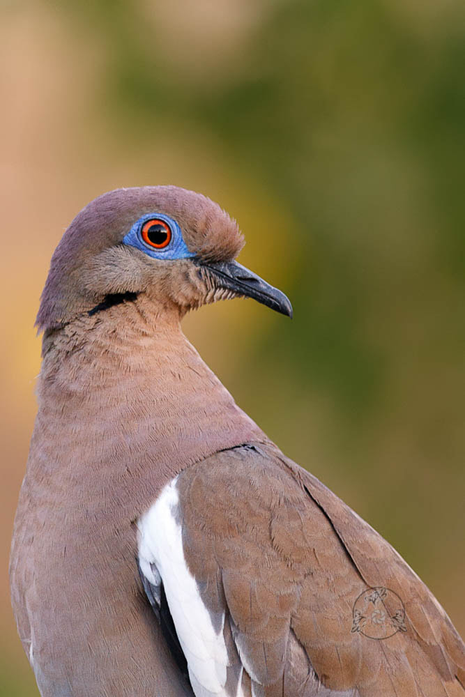 Canon EOS 7D + Canon EF 400mm F5.6L USM sample photo. White-winged dove photography
