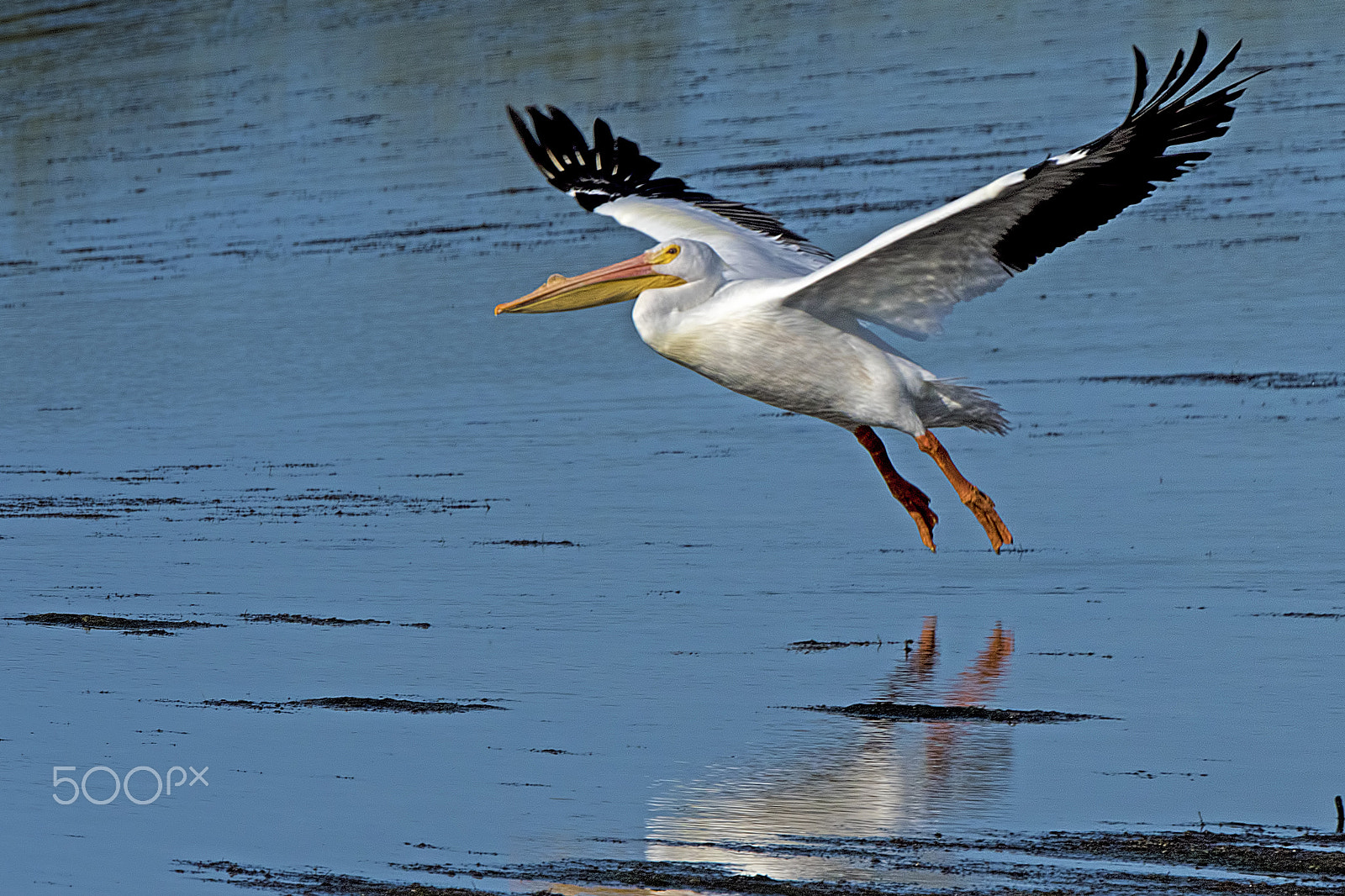 Nikon D810 sample photo. Pelican photography