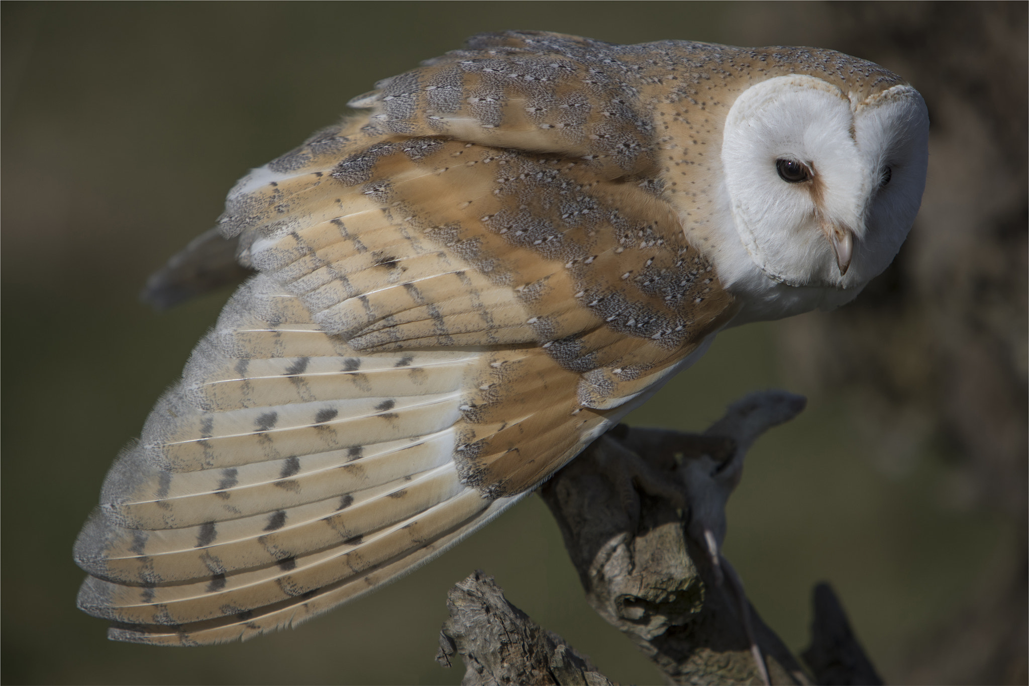 Canon EF 70-200mm F2.8L IS USM sample photo. Barn owl feeding ii photography