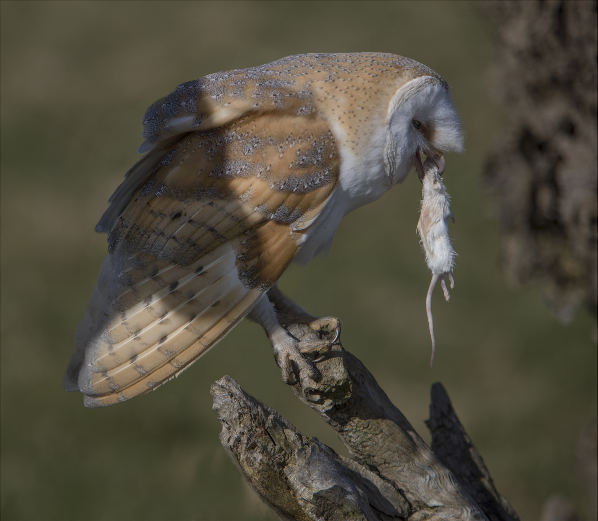 Canon EOS-1D X Mark II + Canon EF 70-200mm F2.8L IS USM sample photo. Barn owl with food photography