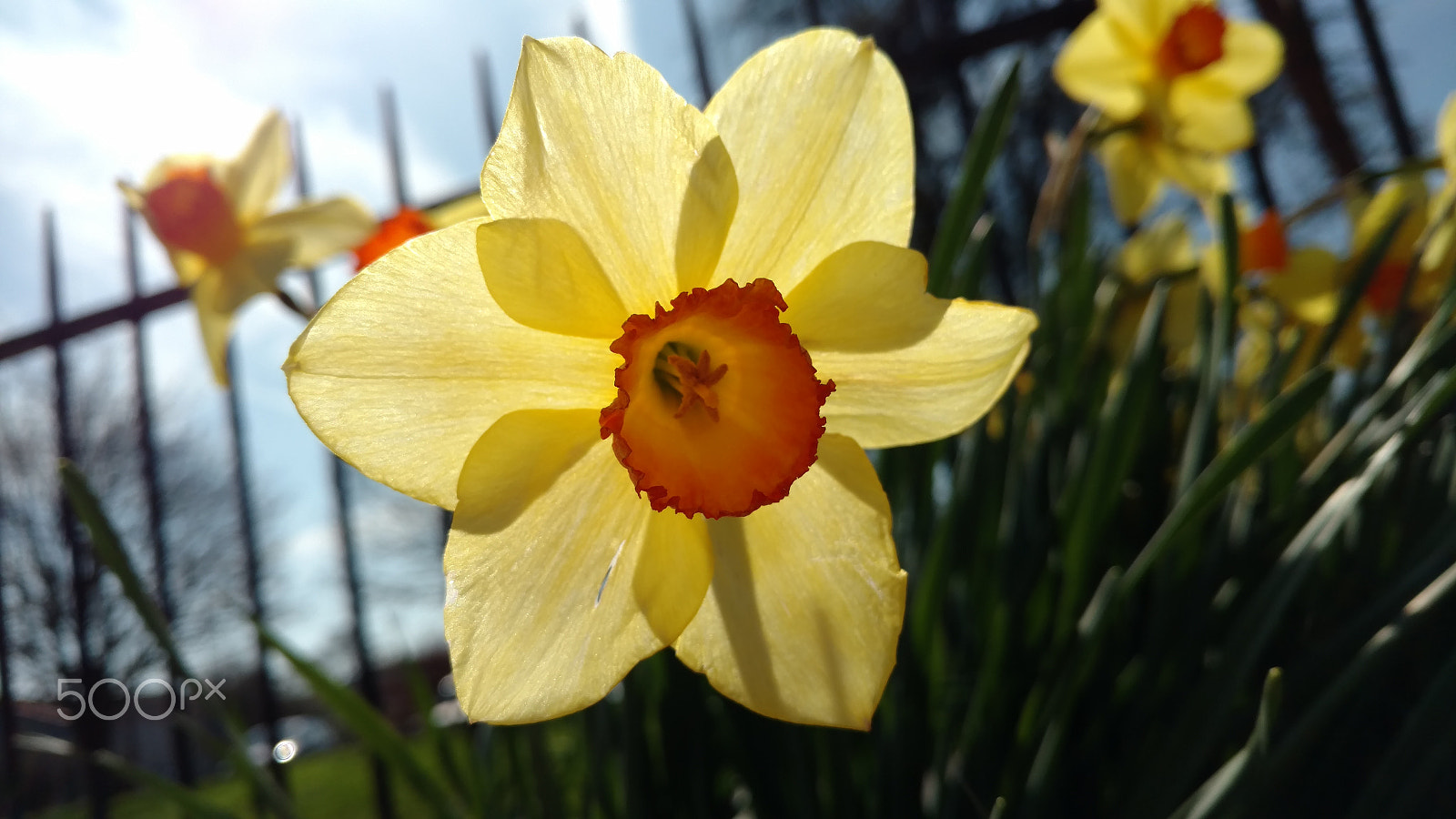 Motorola Moto X Force sample photo. Daffodil in spring photography