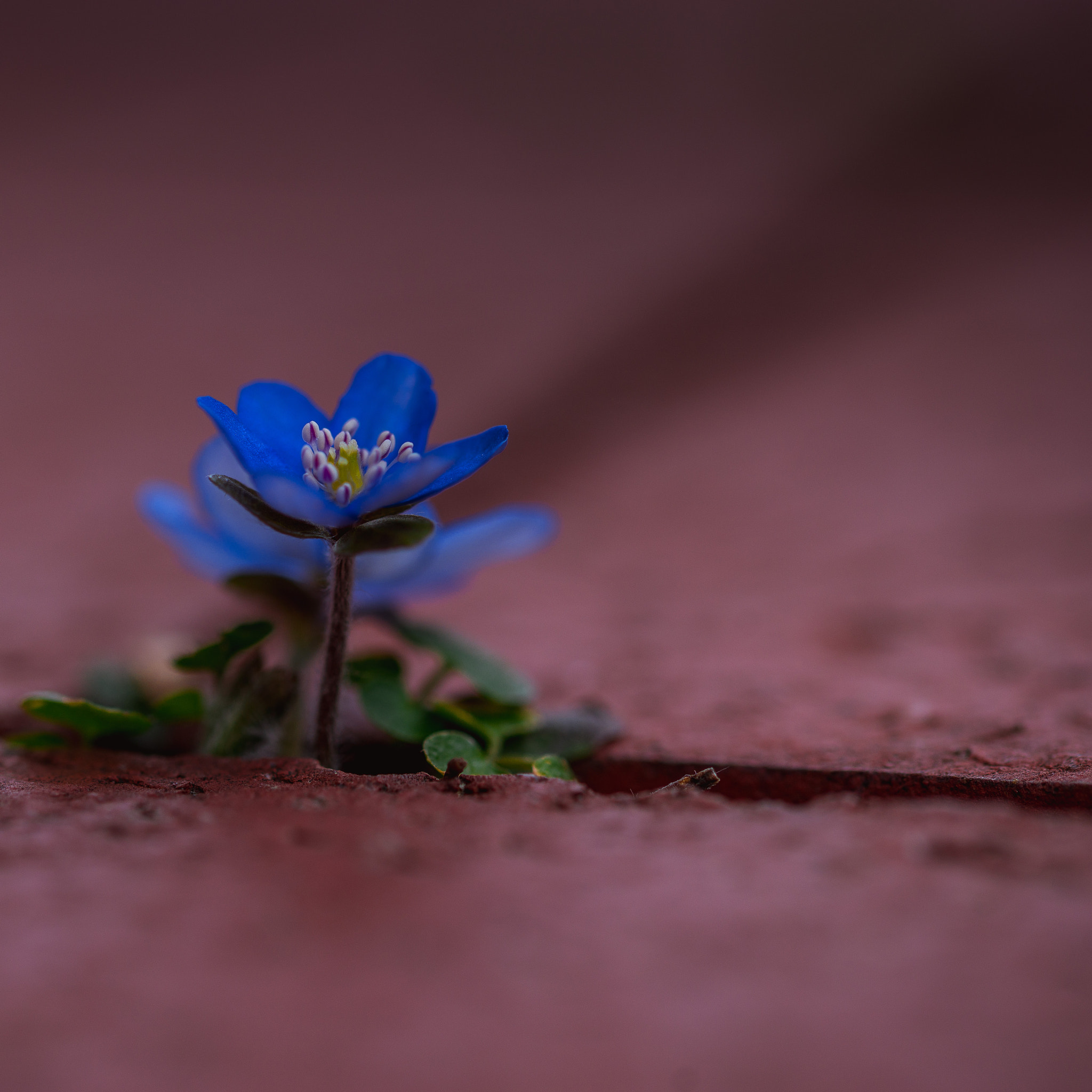 105mm F2.8 sample photo. Nature is everywhere photography