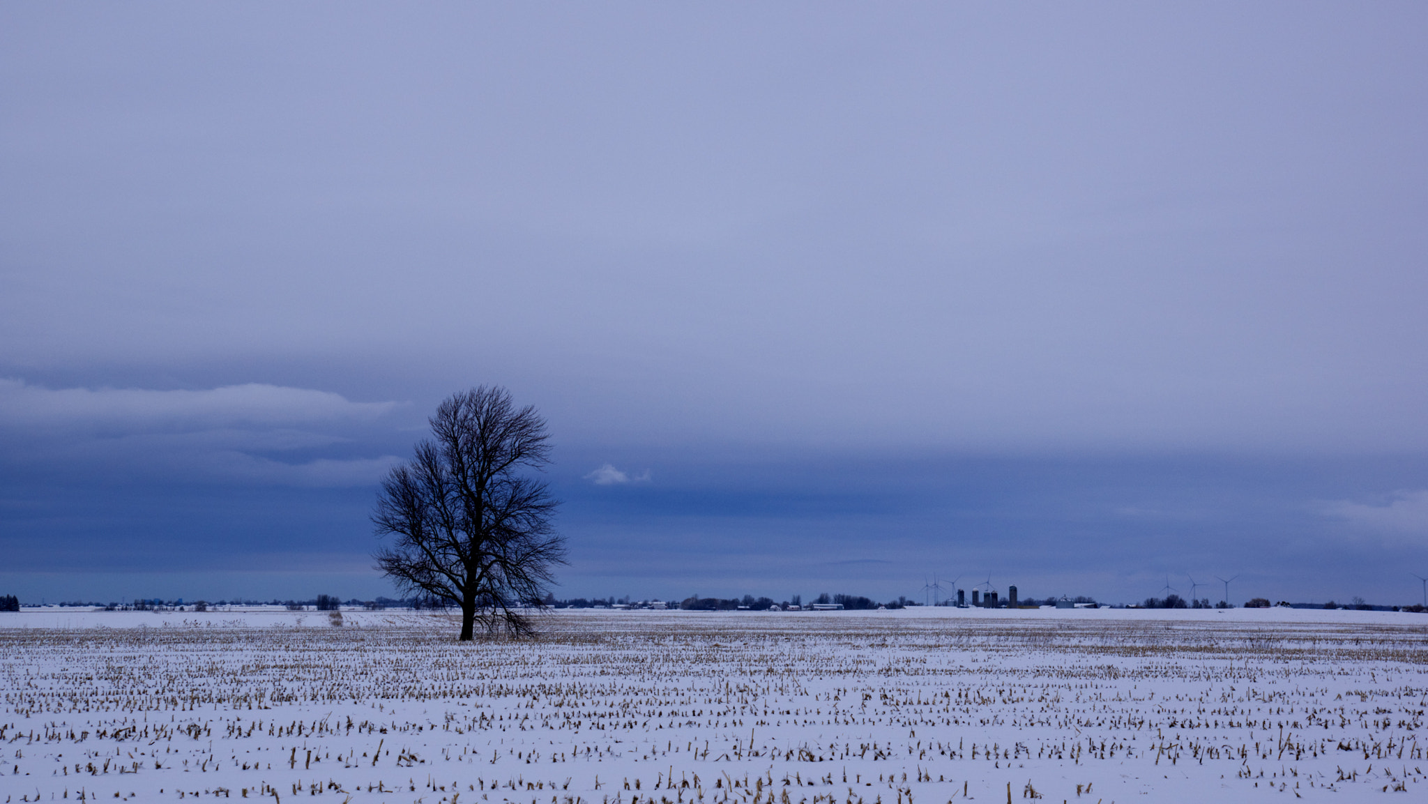 Sony DT 16-105mm F3.5-5.6 sample photo. The tree photography